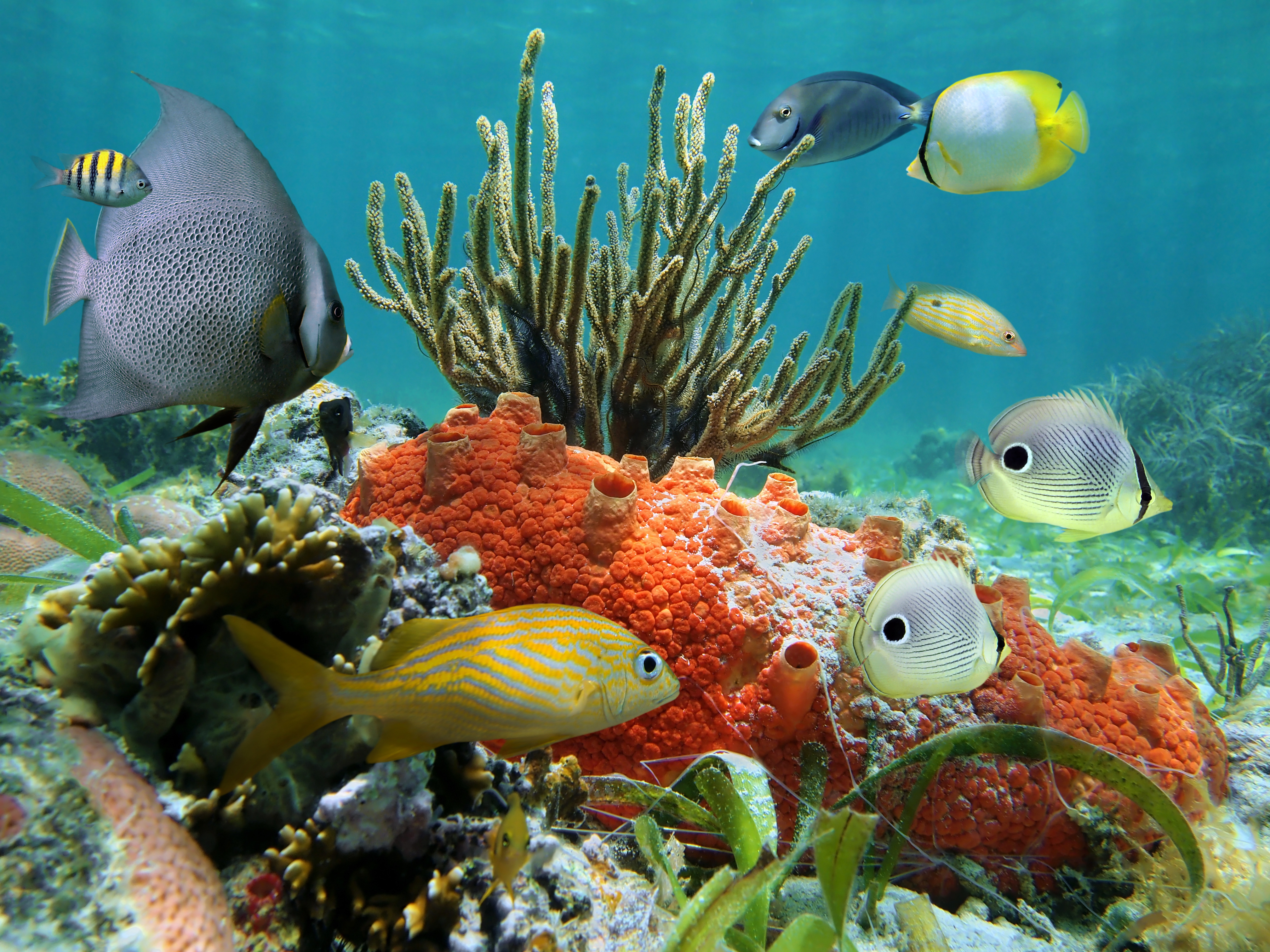 Рыба в океане плавает. Рифы Карибского моря. Коралловые рифы Карибского моря. Рыбы кораллового рифа. Рыбки барьерного рифа.
