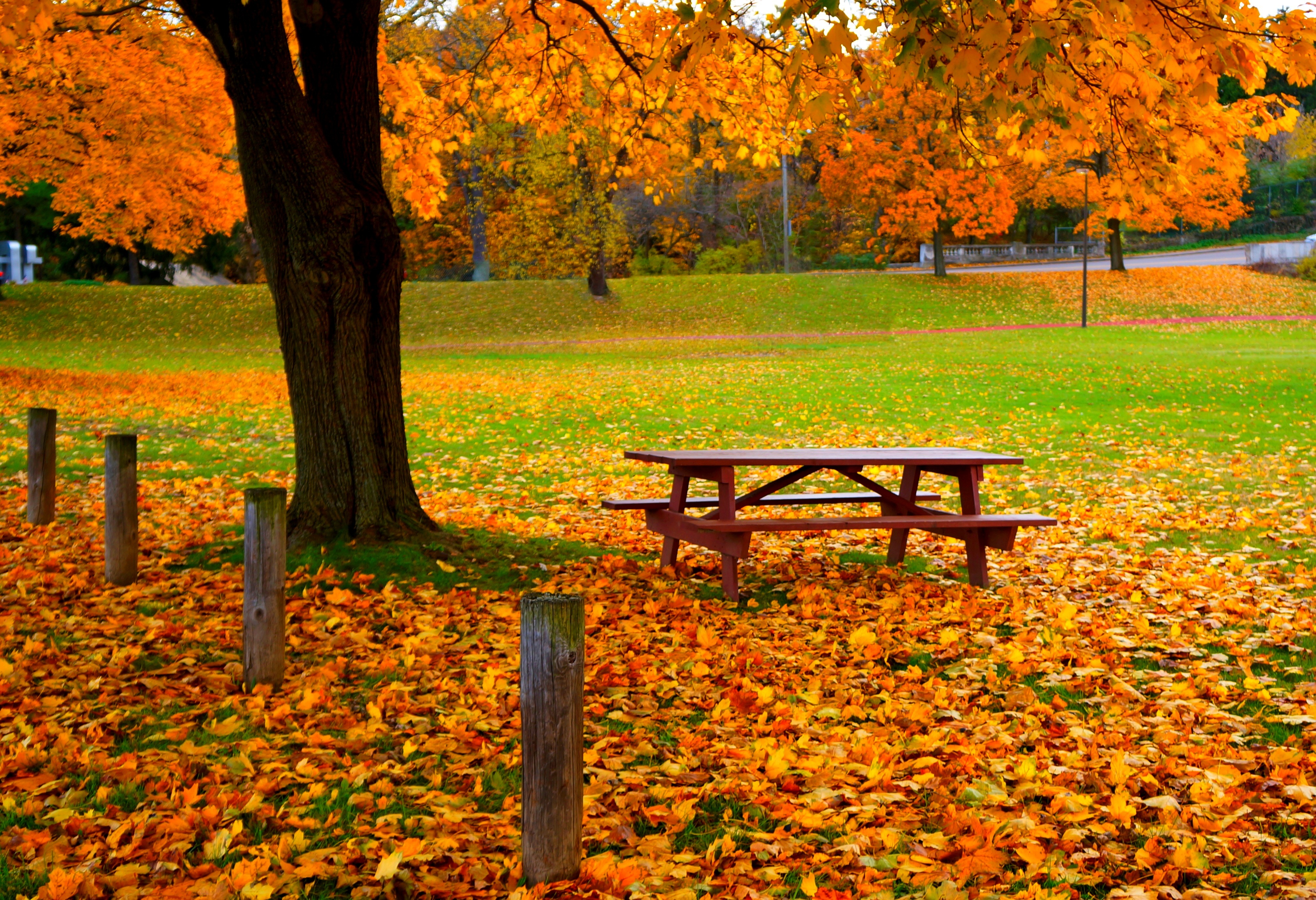 В парк пришла осень. Осень в парке. Осень в саду. Осенний сад. Осень парк листва.