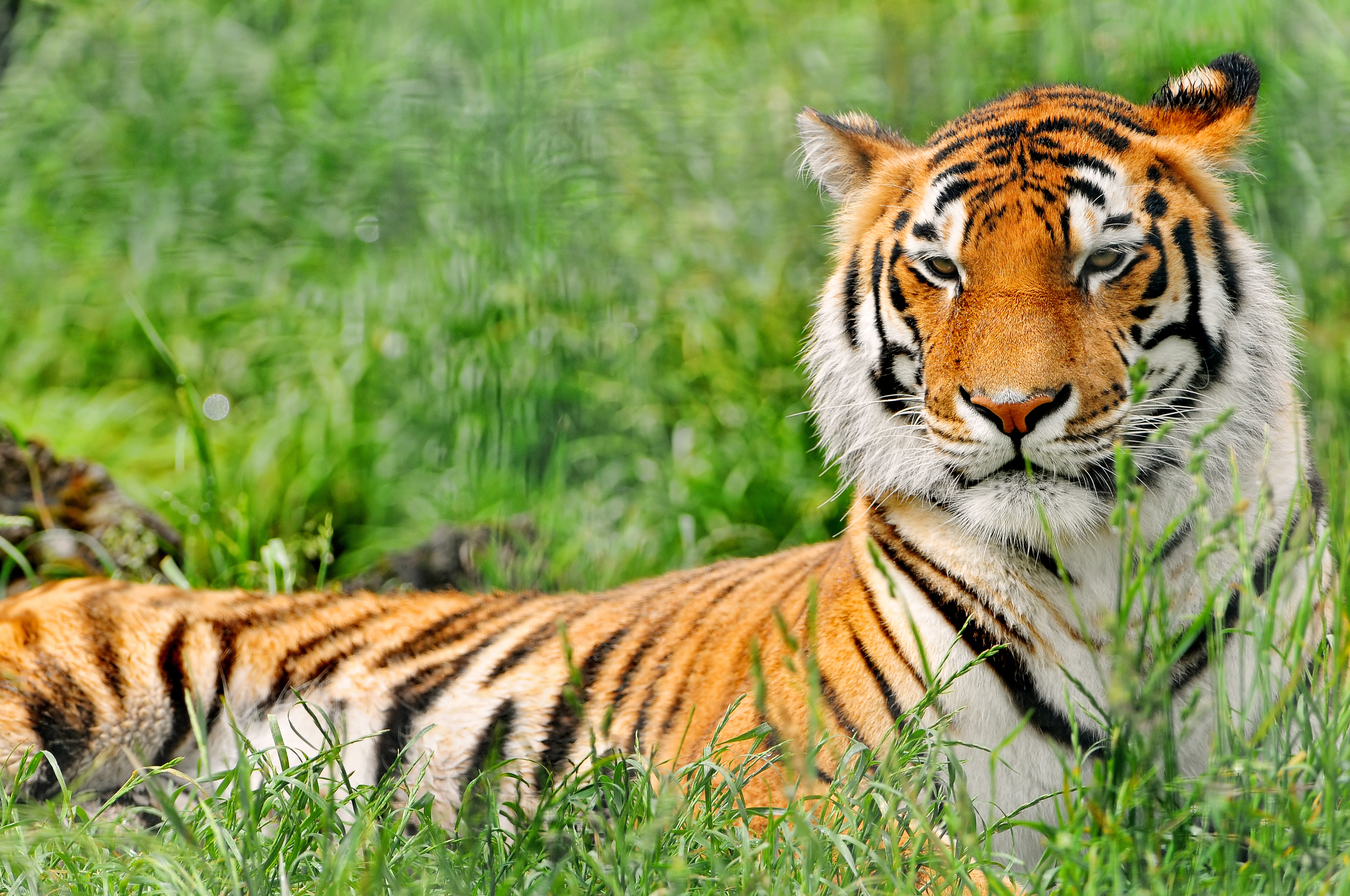 Картинки беспла. Амурский (Уссурийский) тигр. Желтый Земляной тигр. Тигр обои. Красивый тигр.