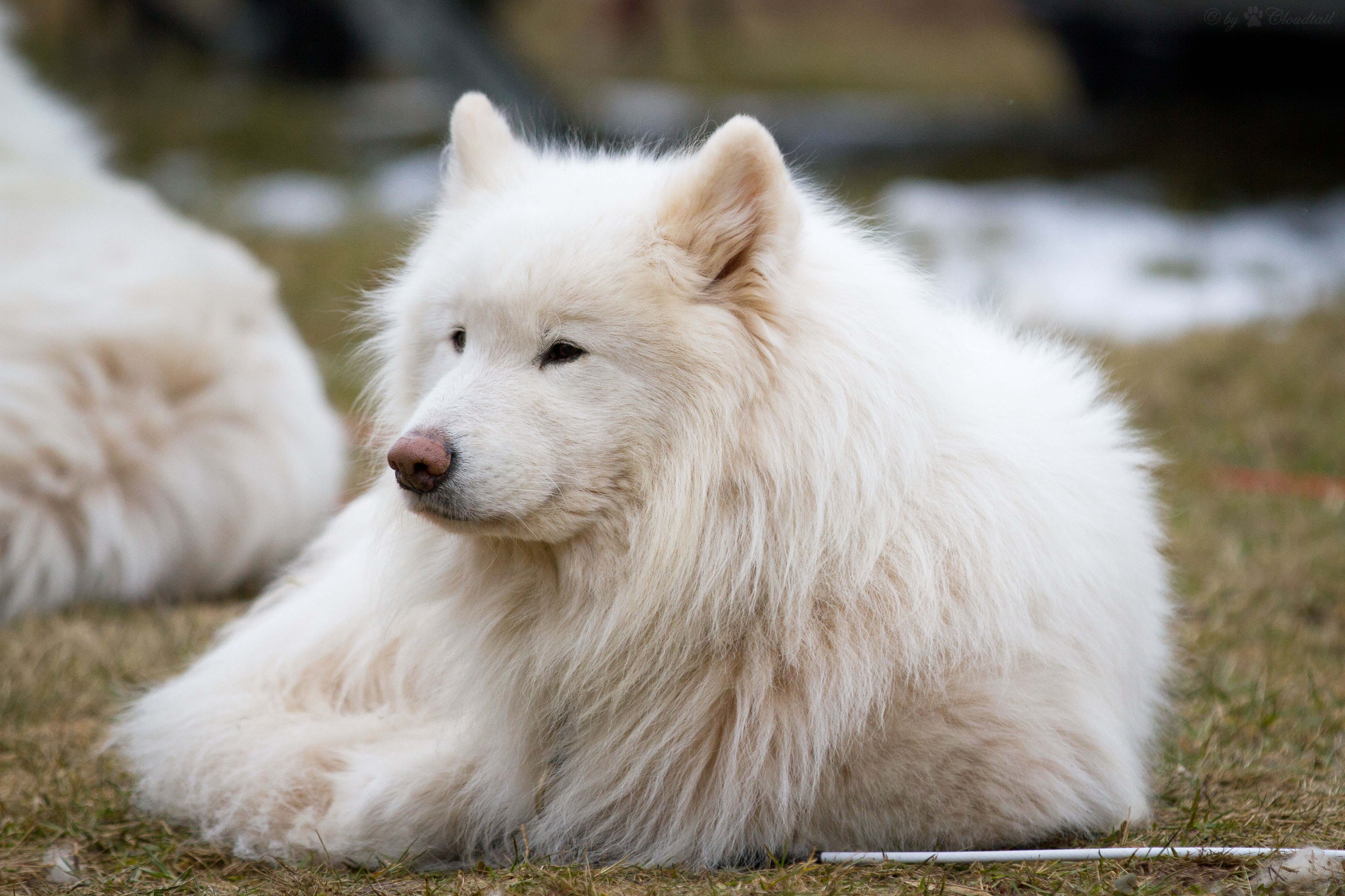 Крупная белая порода собак. Самоед собака. Лайка самоед. Белая лайка самоед. Арктический шпиц самоед.