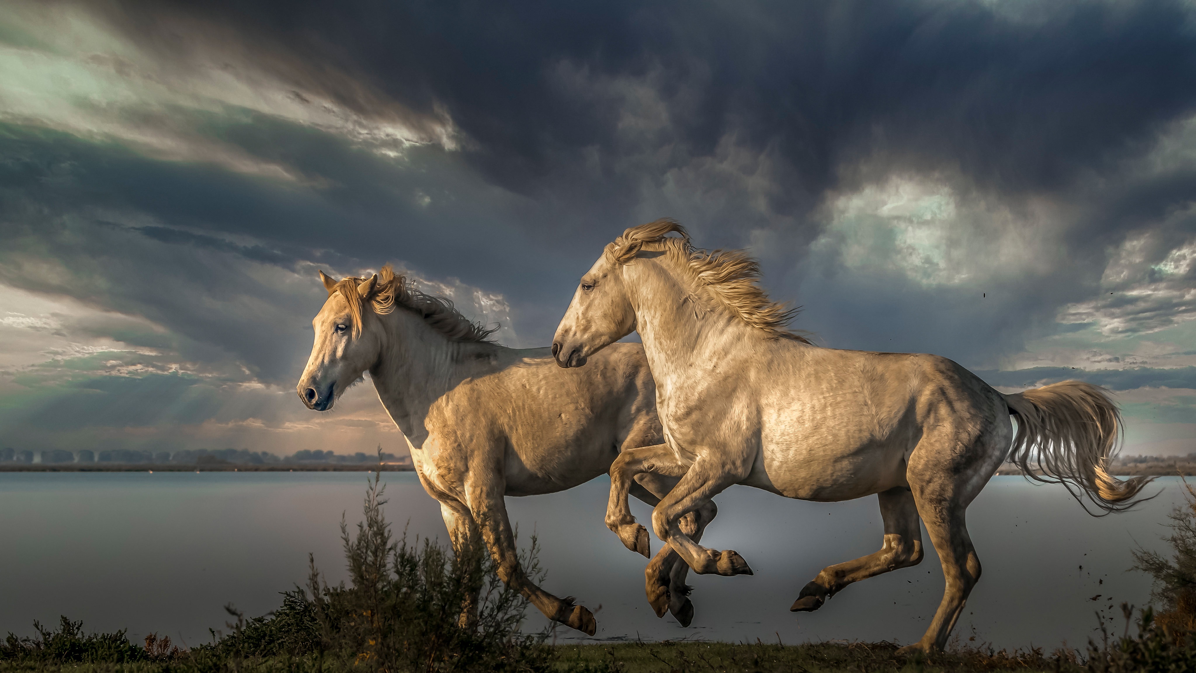 Лошади Фото Высокого Разрешения