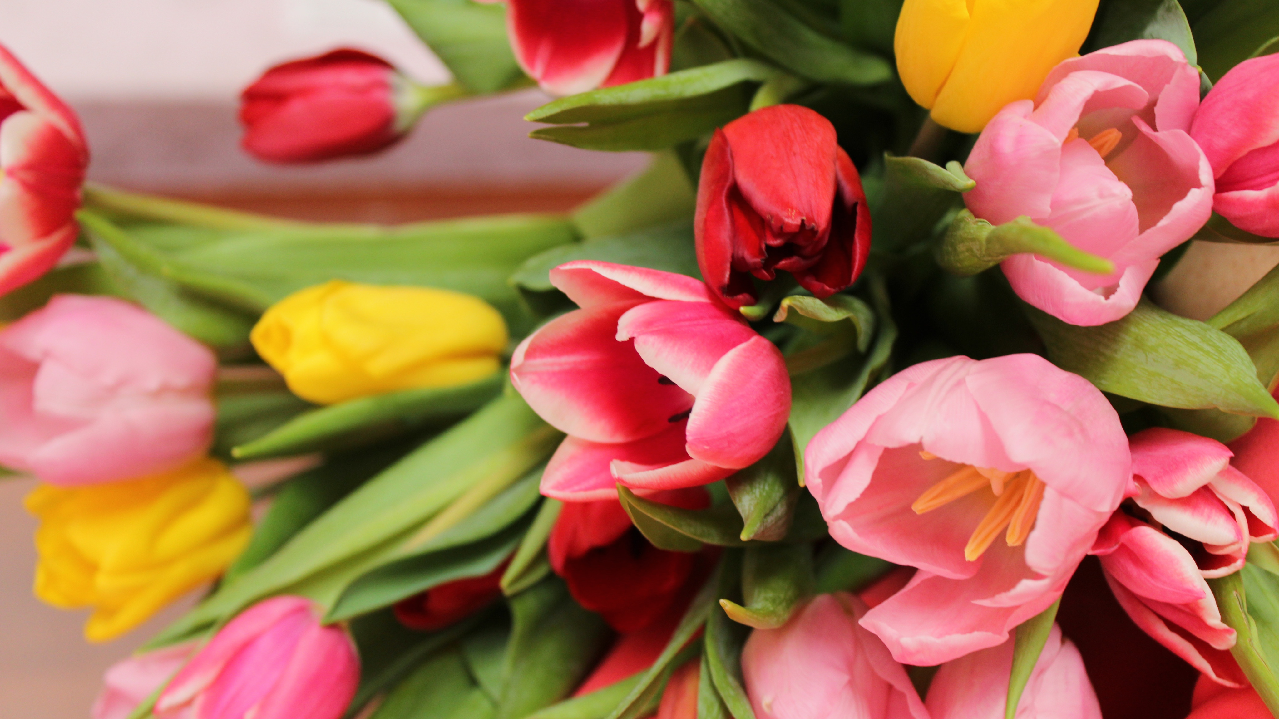 Красивые фото тюльпанов с 8. Букет тюльпанов. Букет разноцветных тюльпанов. Красивые тюльпаны. Стильные тюльпаны.