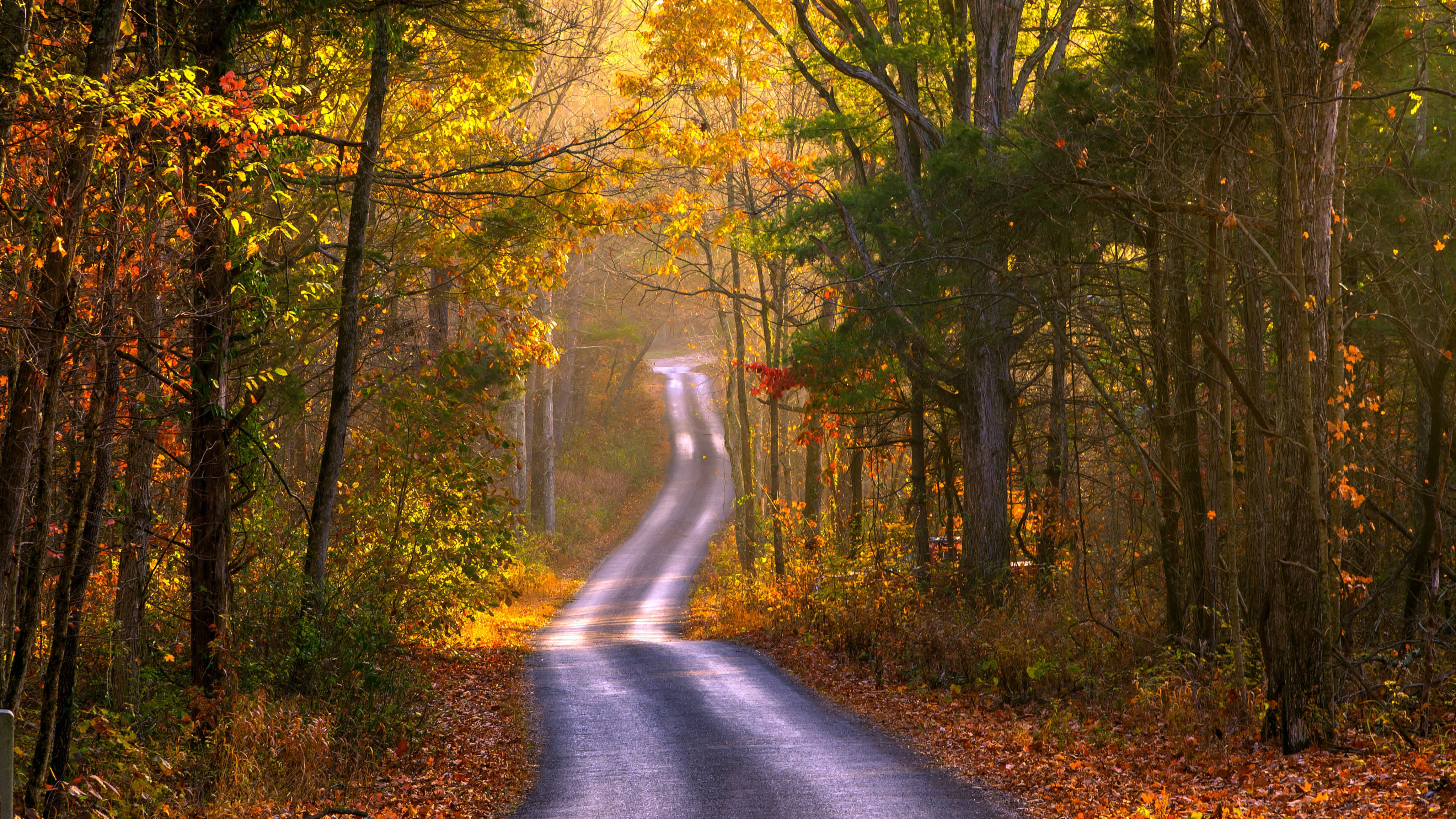 Осенняя дорога домой. Дорога в лесу. Осенний лес. Дорога в осень. Лес осенью.