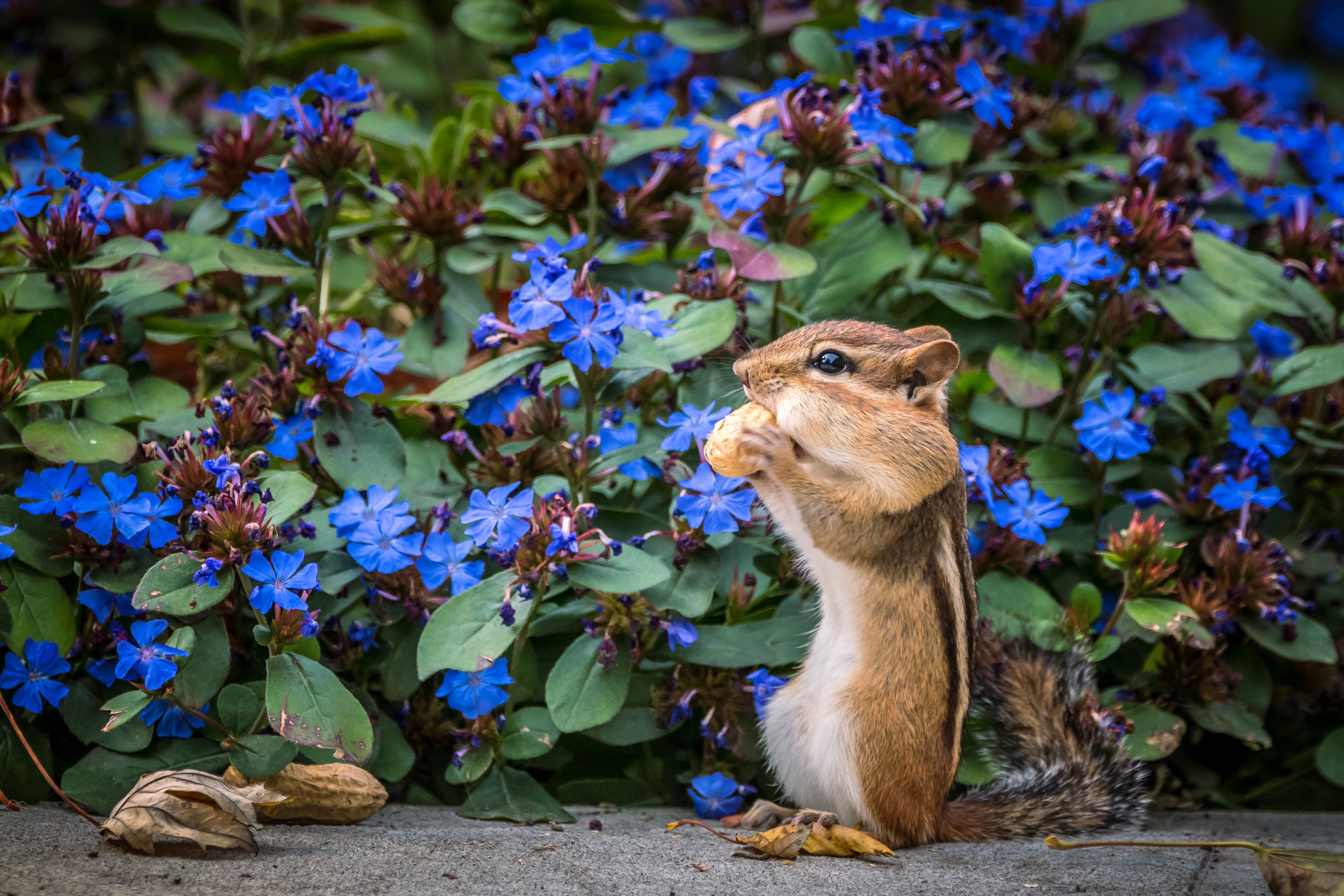 Lil Chipmunk Twitch