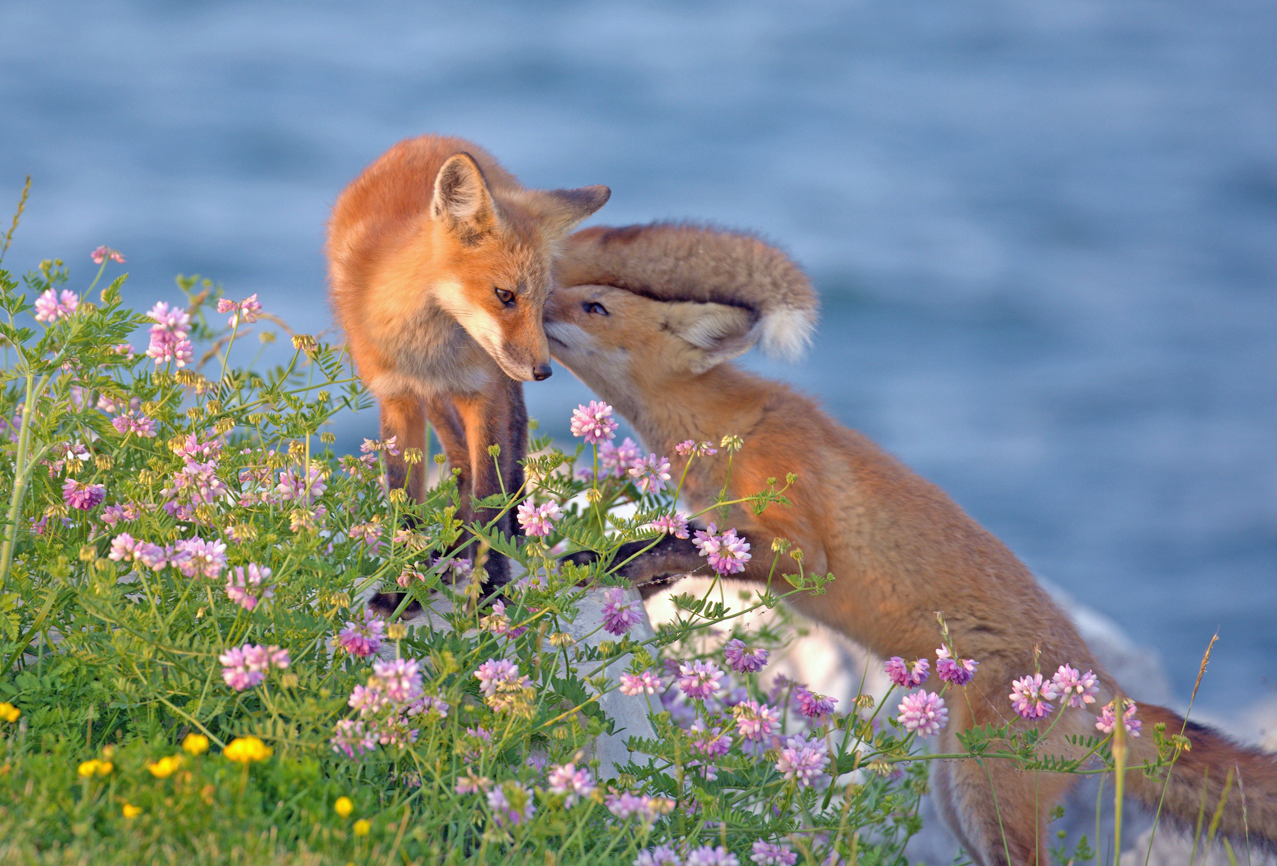 Flower foxes. Лисенок в цветах. Лиса в цветах. Красивая лиса. Картинки на рабочий стол лисы.