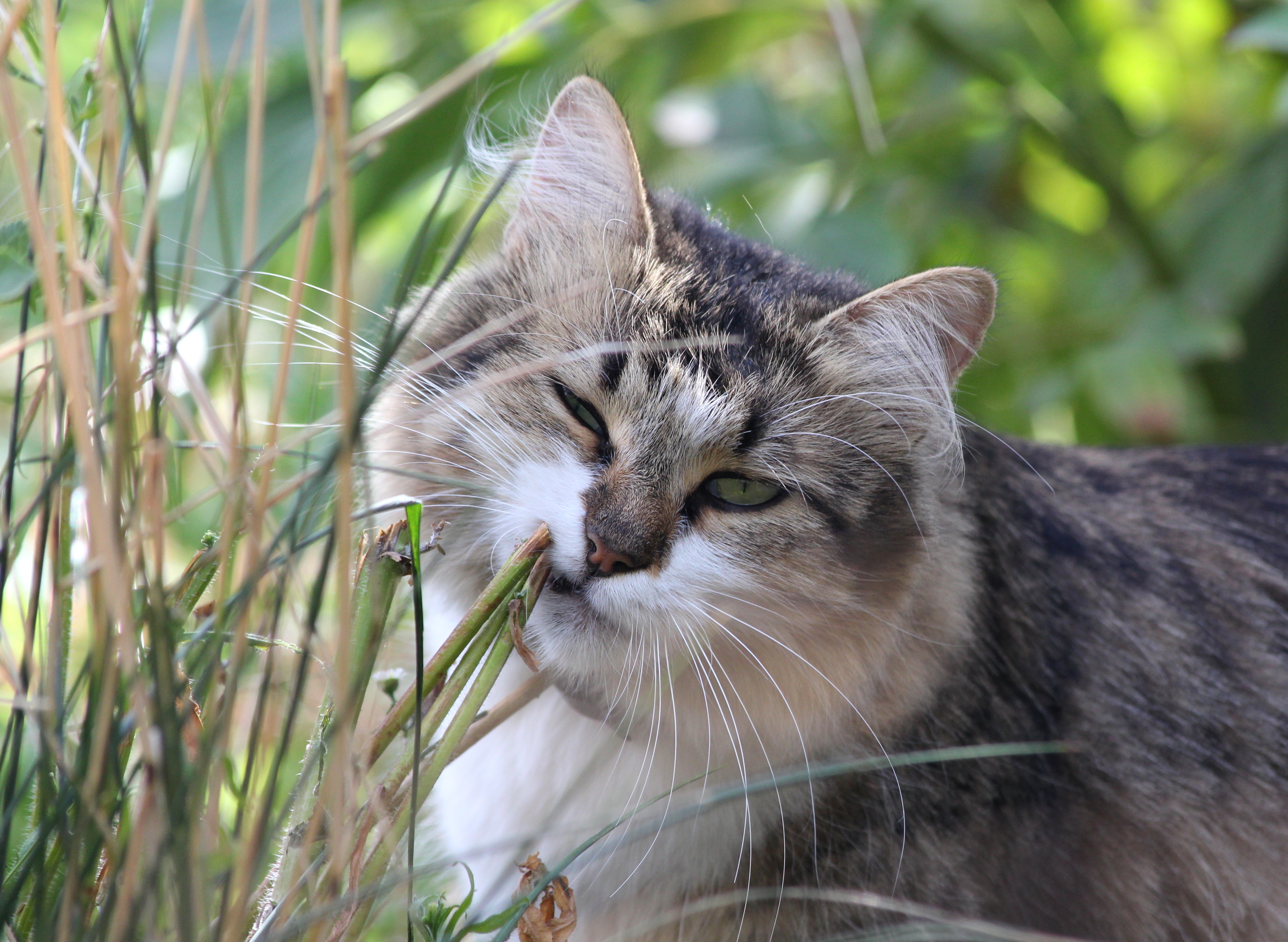 Жизнь кошечек. Кошка. Трава для кошек. Кот в траве. Образ жизни кошек.