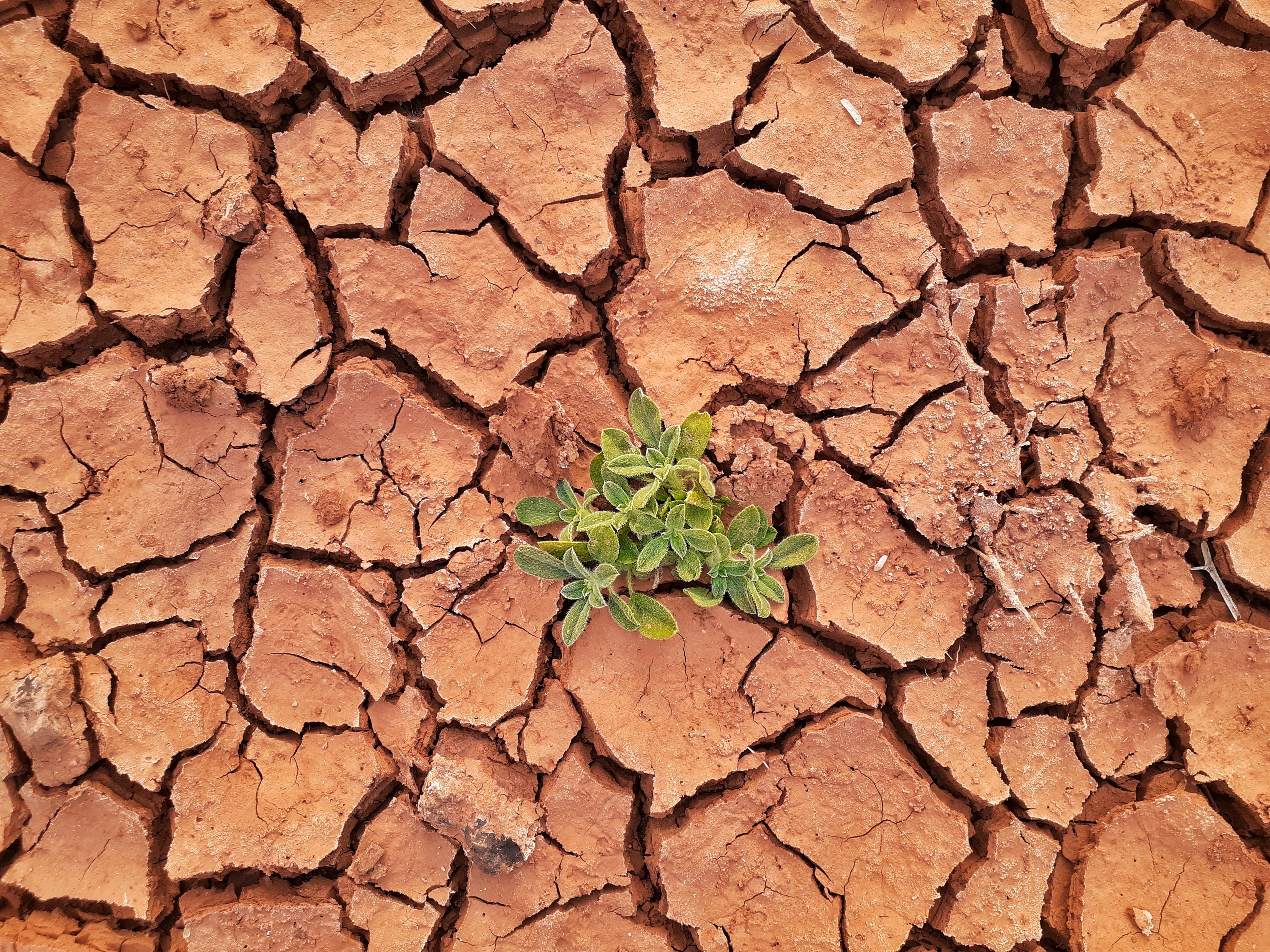 Земля воняет. Опустынивание. Засуха. Засуха растений. Засуха рисунок.