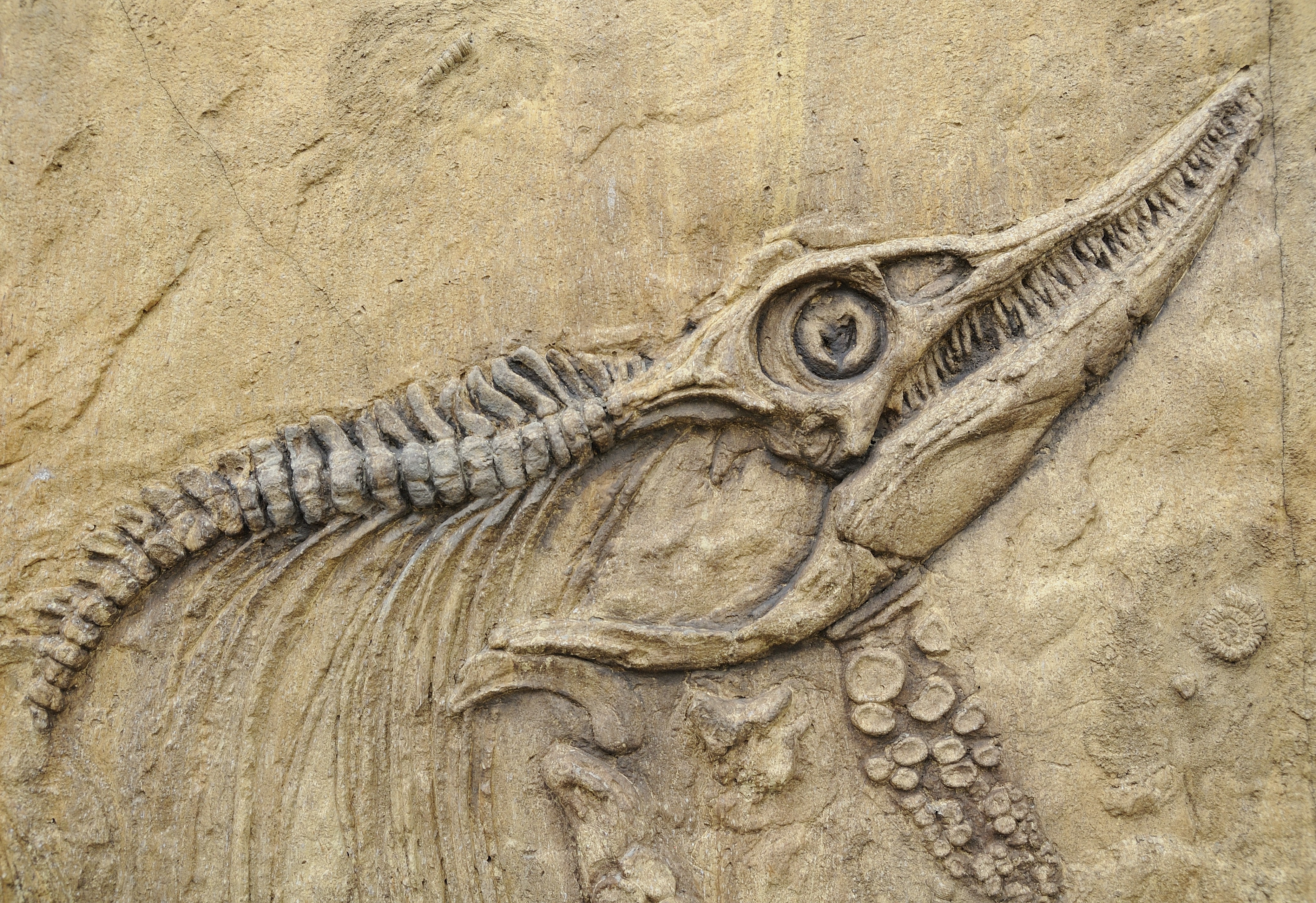 Палеонтологические находки животных. Грин Ривер крокодил окаменелость. Окаменелости Юрского периода динозавры. Окаменелые кости динозавров. Братские могилы динозавров окаменелость.
