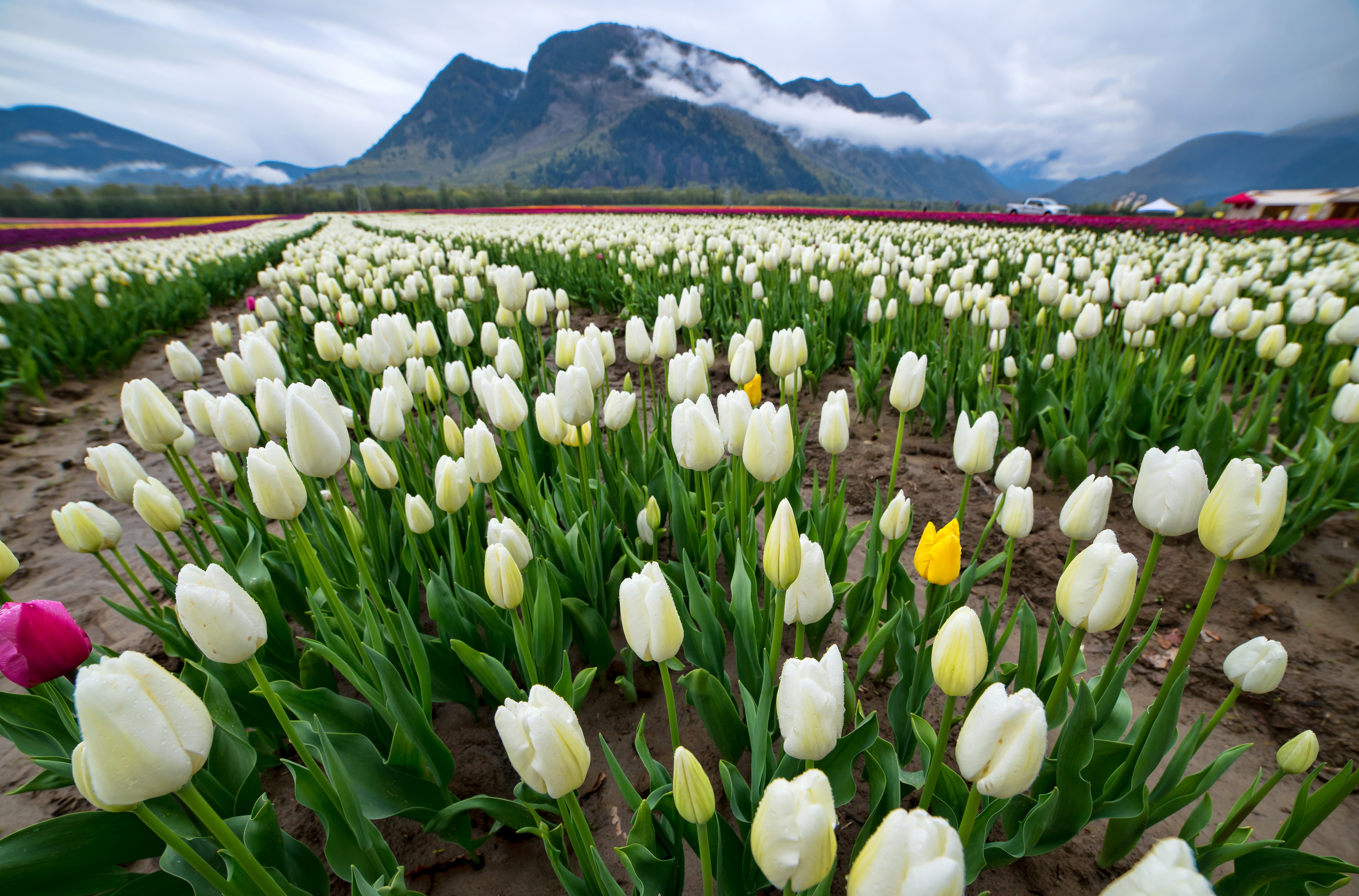 фото самых красивых тюльпанов в мире