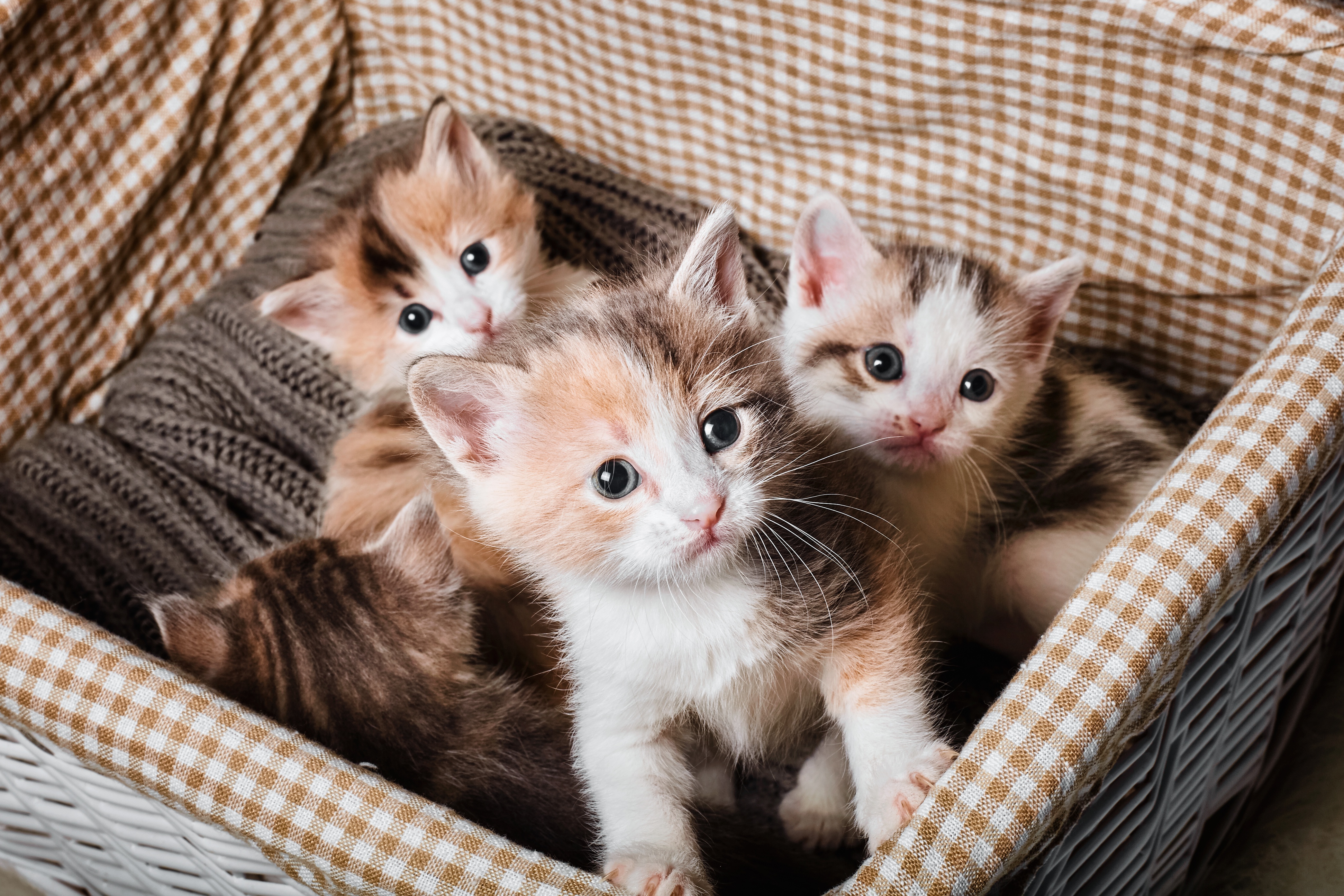 Слово 4 котенка. Четыре котенка. Много милых котят. Котята фото. Четыре милых котёнка.
