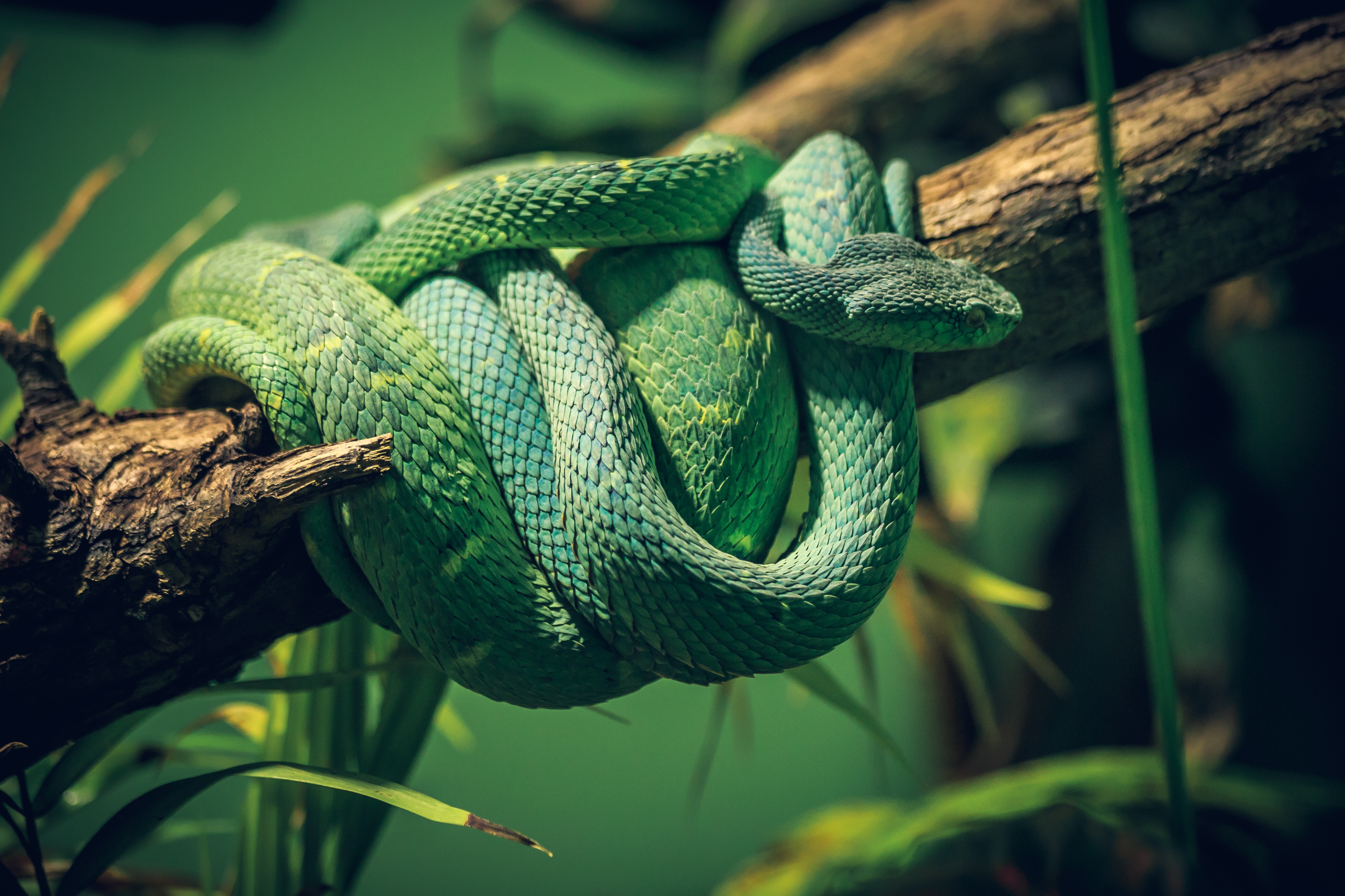 Тропическая змея 4. Смарагдовый полоз. Зеленый полоз. Зеленая Кобра змея. Зелёная мамба змея.