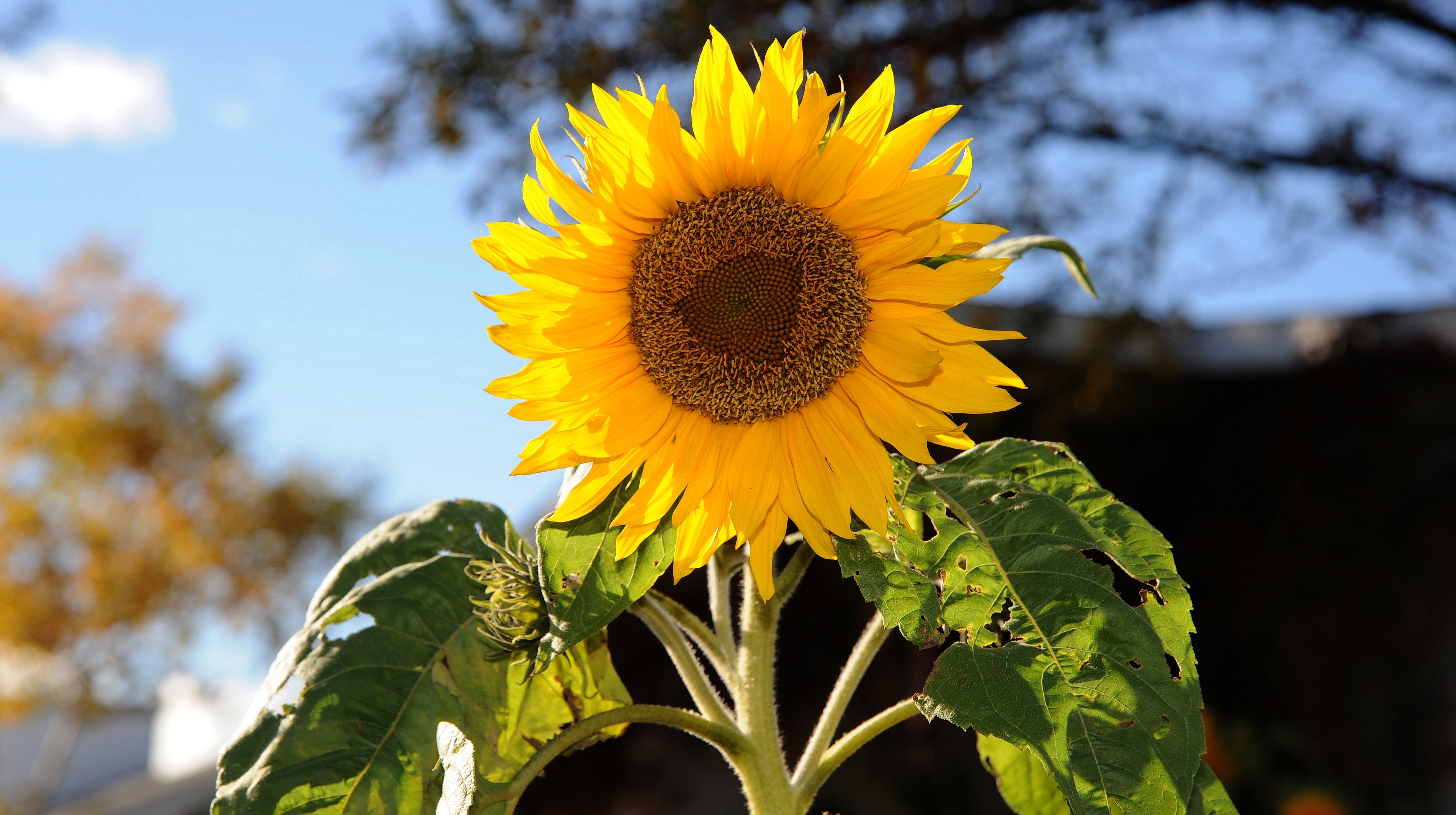 Sunflower plant. Подсолнечника черешковый. Подсолнечник Кримсон. Подсолнух цветок. Подсолнухи обои.