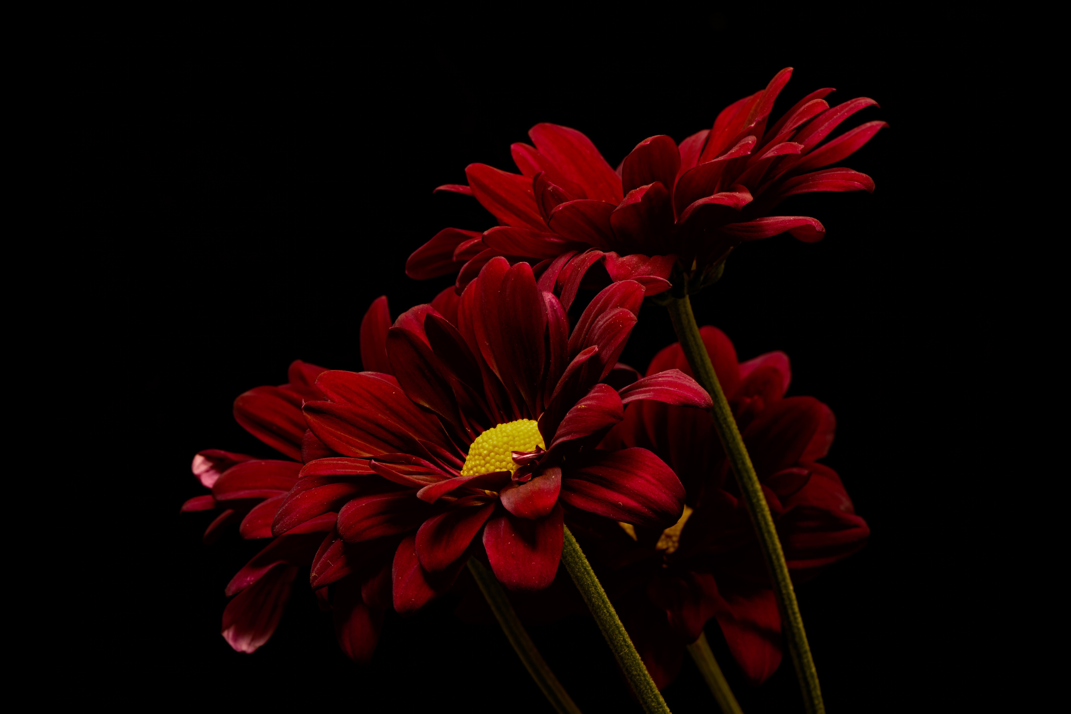 Цветок на темном фоне обои. Цветы на черном фоне. Красный цветок. Бордовые цветы. Цветы на темном фоне.