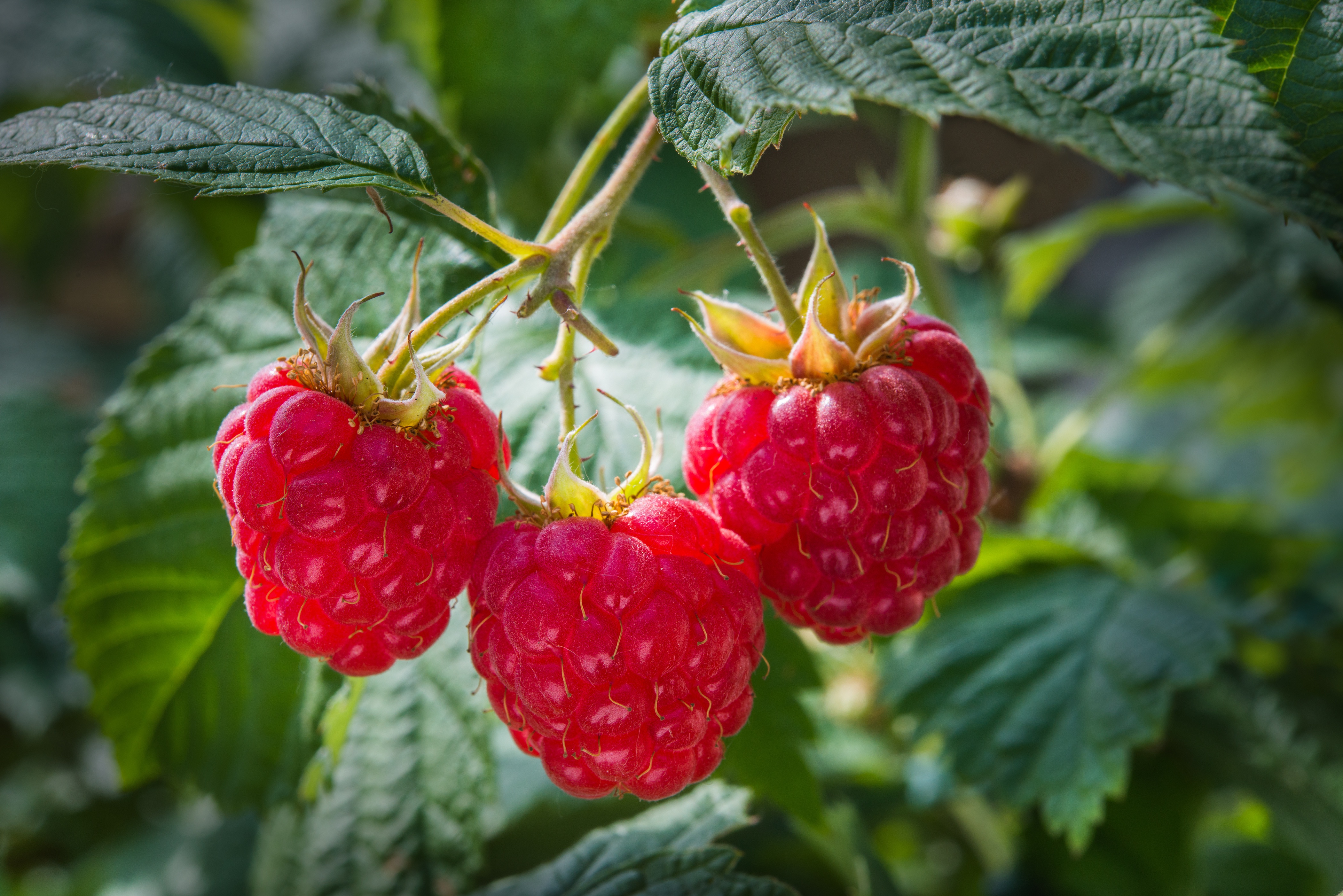 Куст малины. Ягода малина. Многокостянка малины. Малина Rubus idaeus. Малина саженцы Окс.