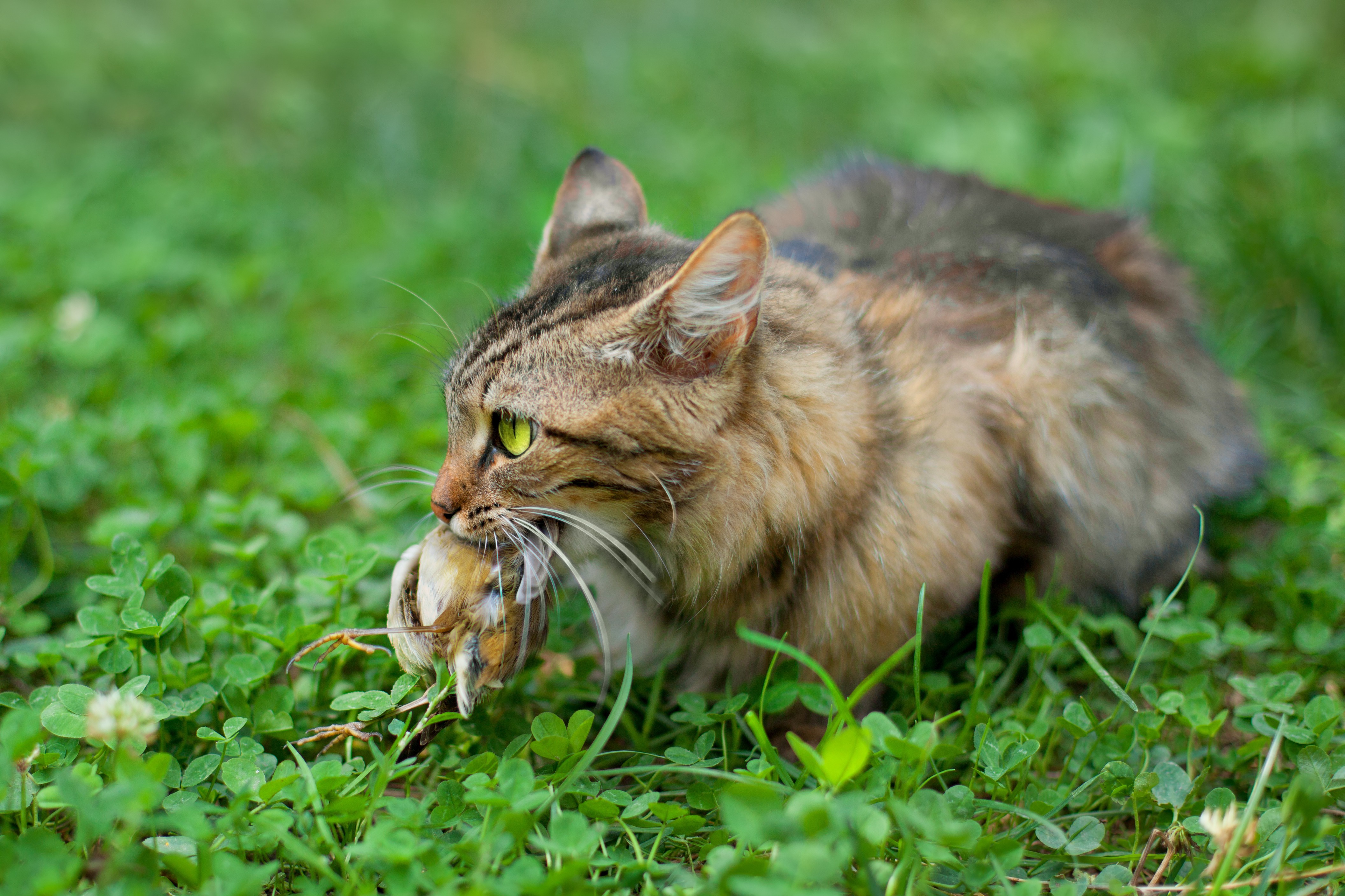Кошка ест птицу. Дикая Лесная кошка. Кошка охотится. Лесной кот. Кот охотник.