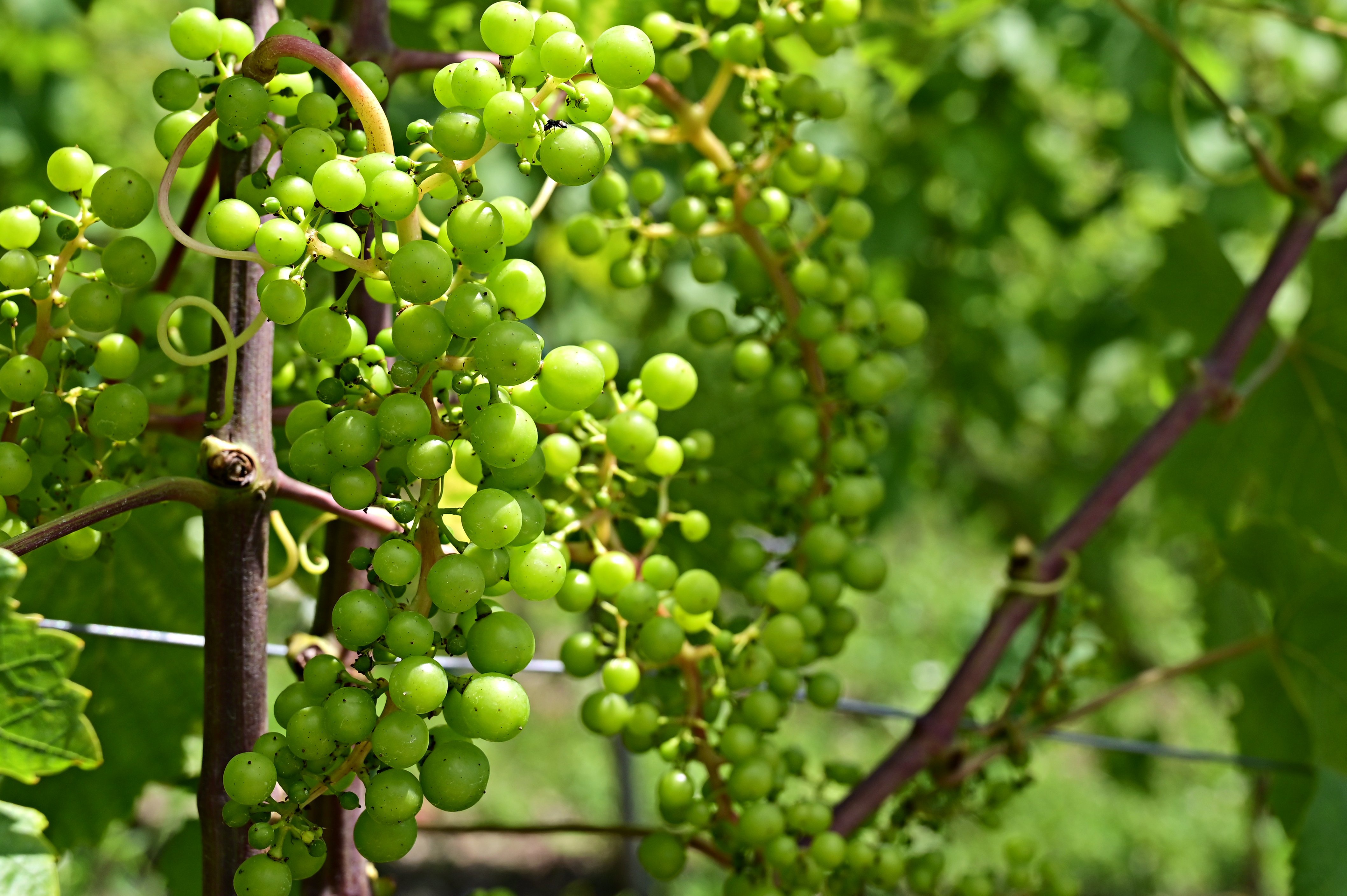 Виноград зеленый. Поле винограда. Виноград Амурский зеленый дракон. Зеленая лоза.