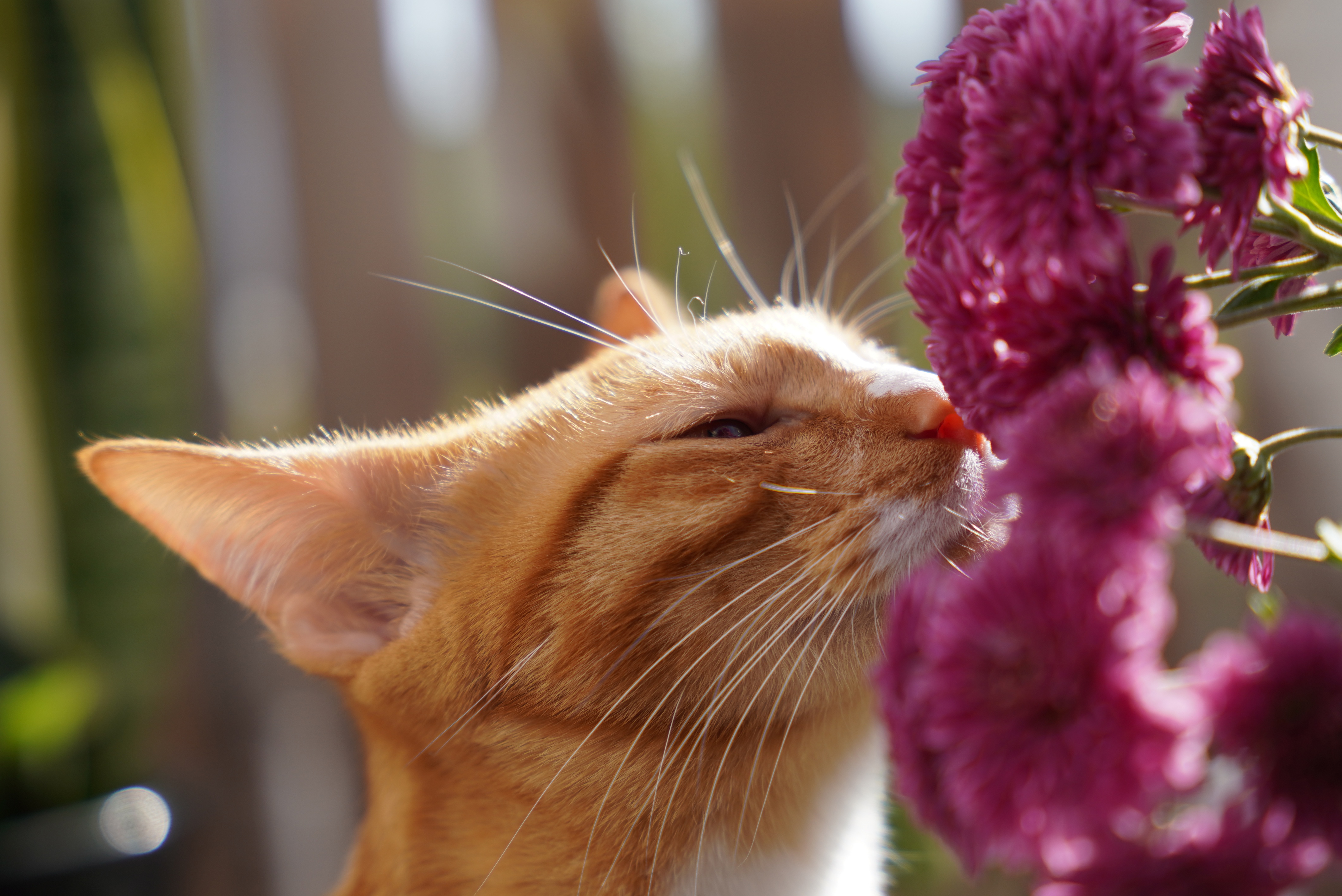 Кошки нюхают ртом. Кошка нюхает цветы. Кошка нюхает. Морда кота в цветах. Рыжая кошка в розовом.