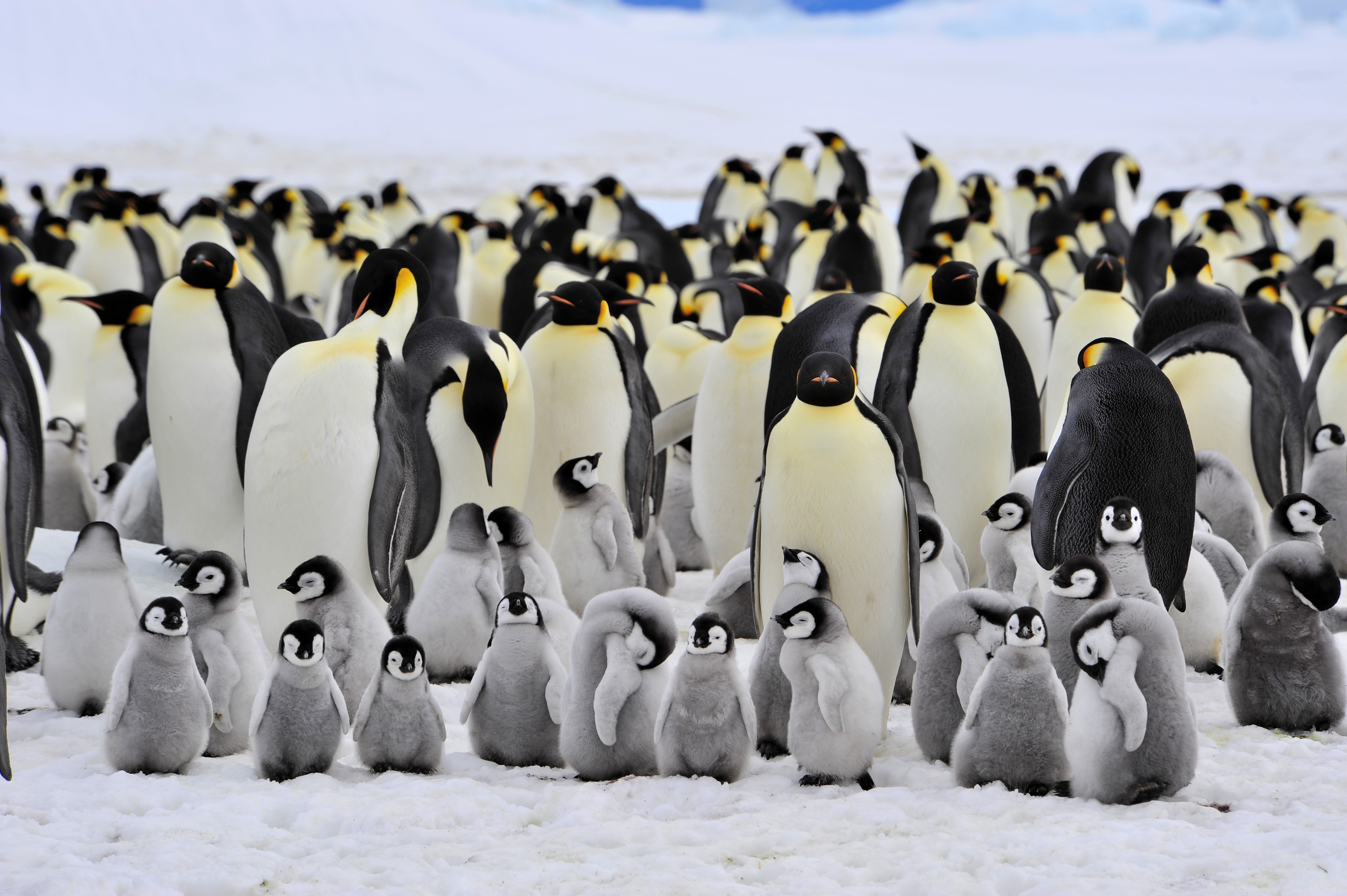 Где есть пингвины. Императорский Пингвин в Антарктиде. Животные Антарктиды Императорский Пингвин. Императорские пингвины в Антарктиде фото. Пнгвик.