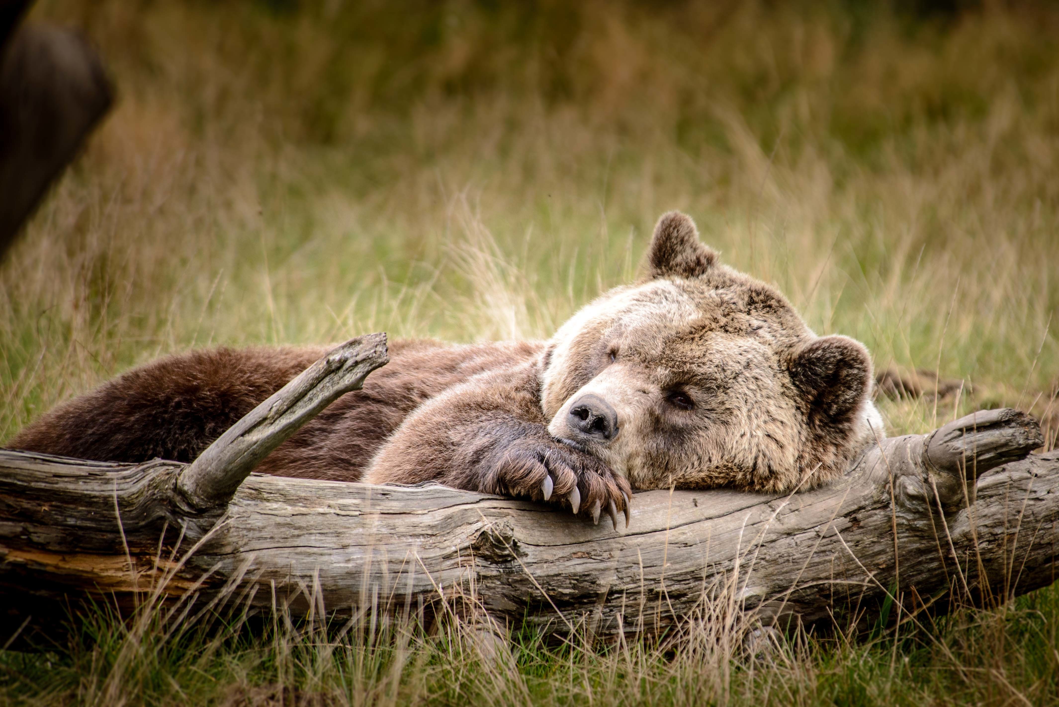 Дика природа ютуб. Спящий медведь. Красивый медведь. Природа и животные. Бурый медведь.