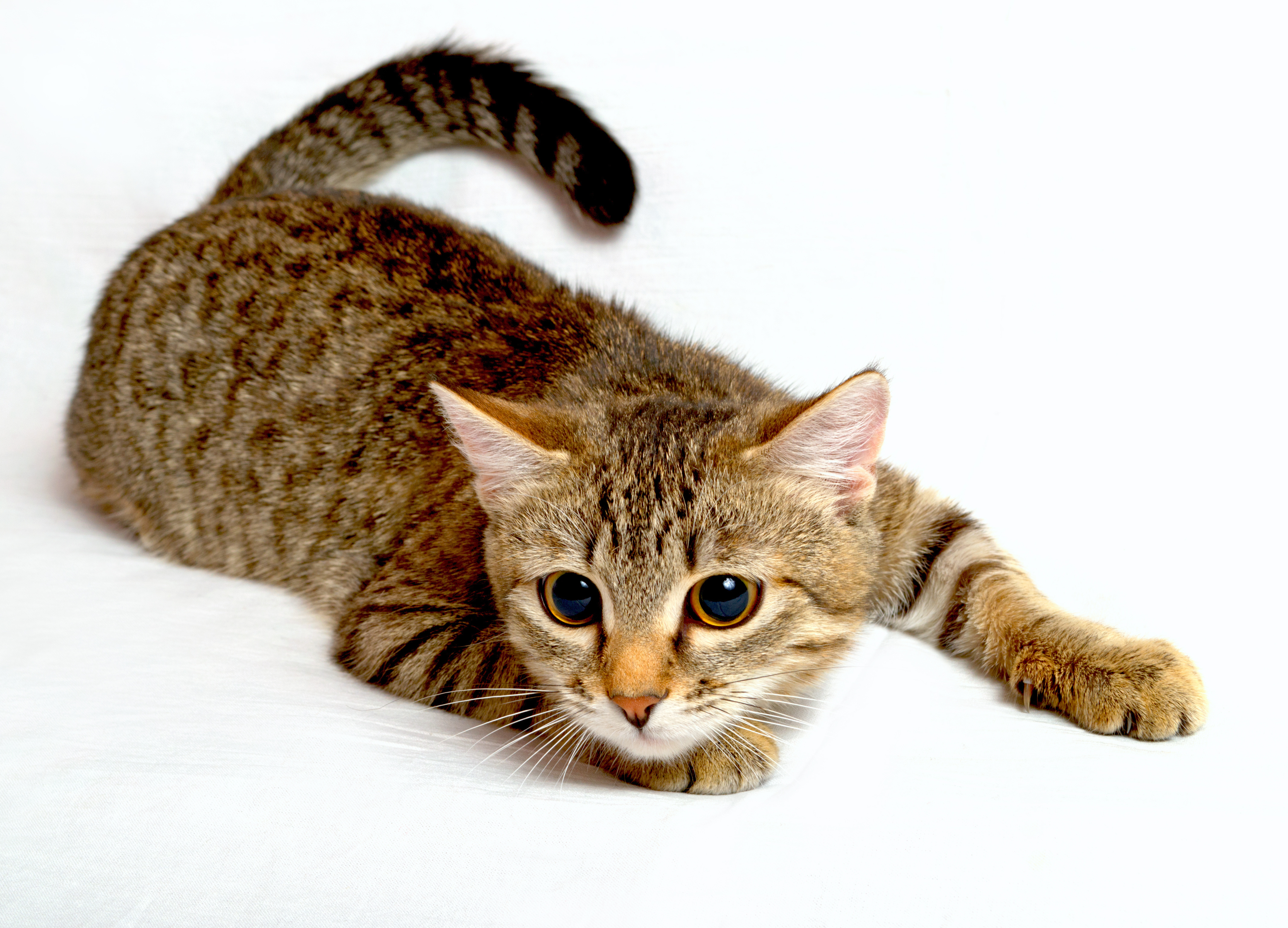 Котики картинки. Калифорнийская сияющая кошка. Полосатая кошка. Кошка домашняя. Красивые полосатые кошки.