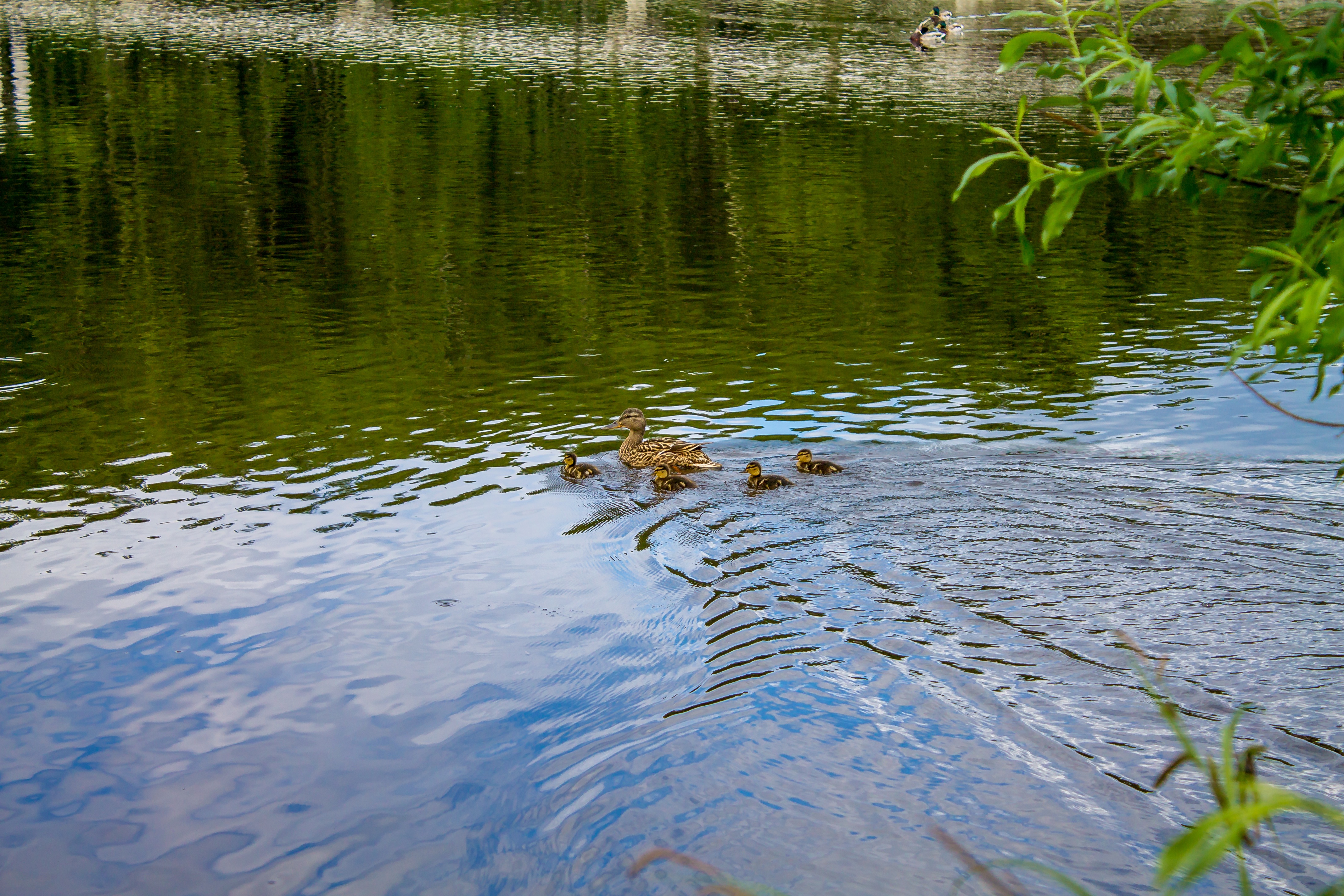 Чем кормить уток на пруду весной. Утки в пруду Ржев. Природа озеро с утками вертикально. Пруд для уток. Пруд с утками в Академгородке.