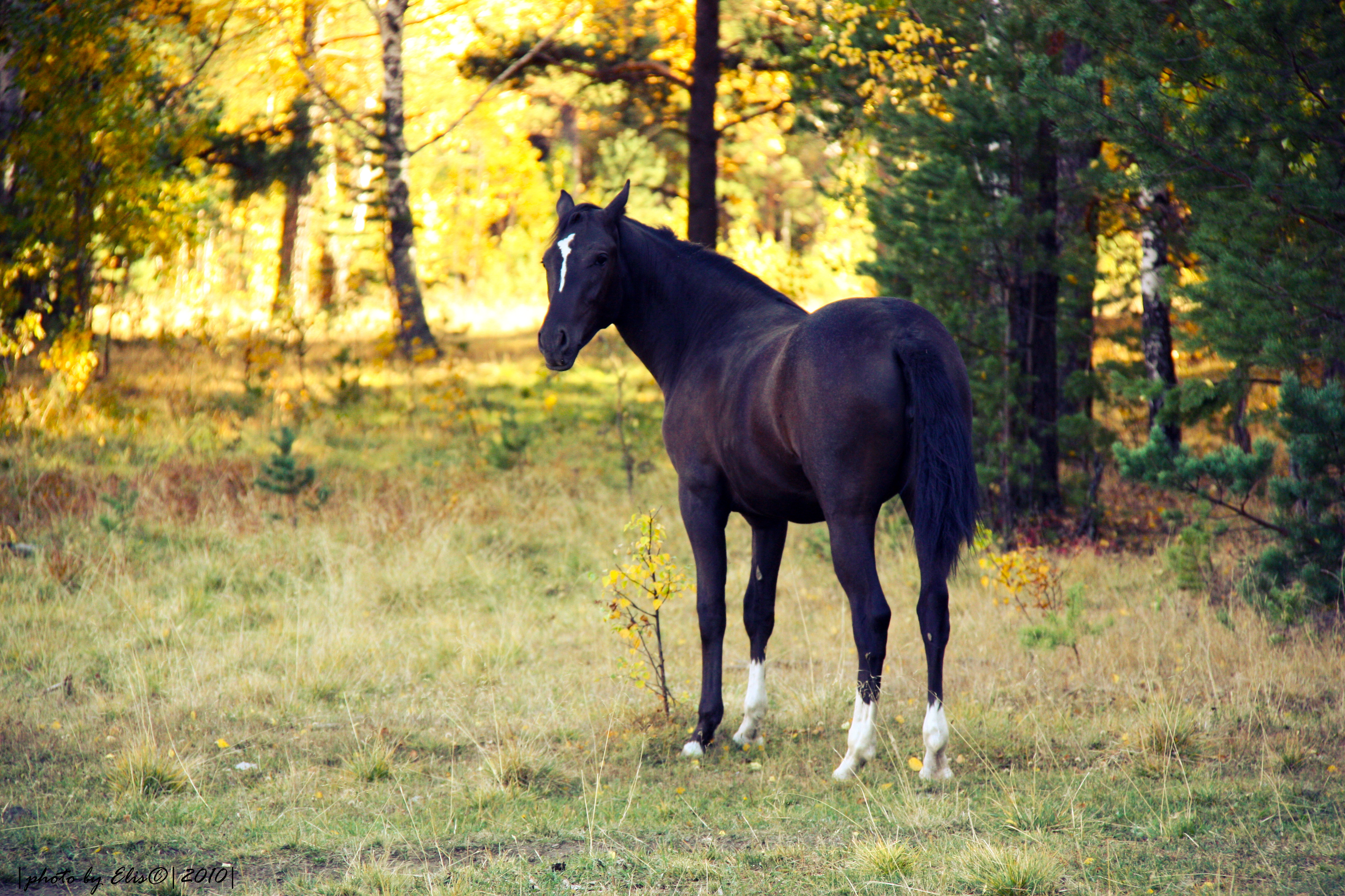 Horses fall