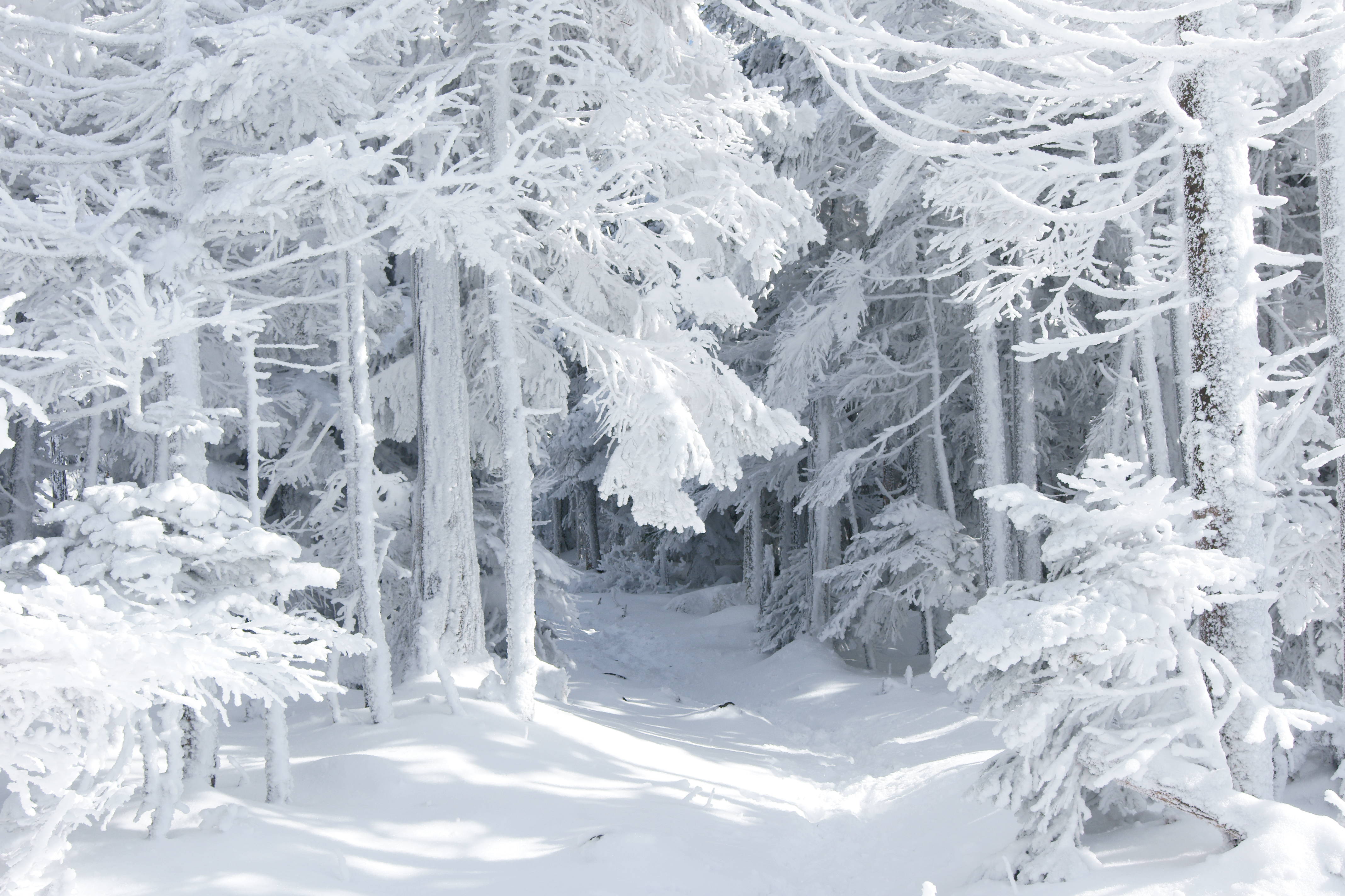 Снежок лесной. Зимний лес. Снежный лес. Сказочный зимний лес. Лес в снегу.
