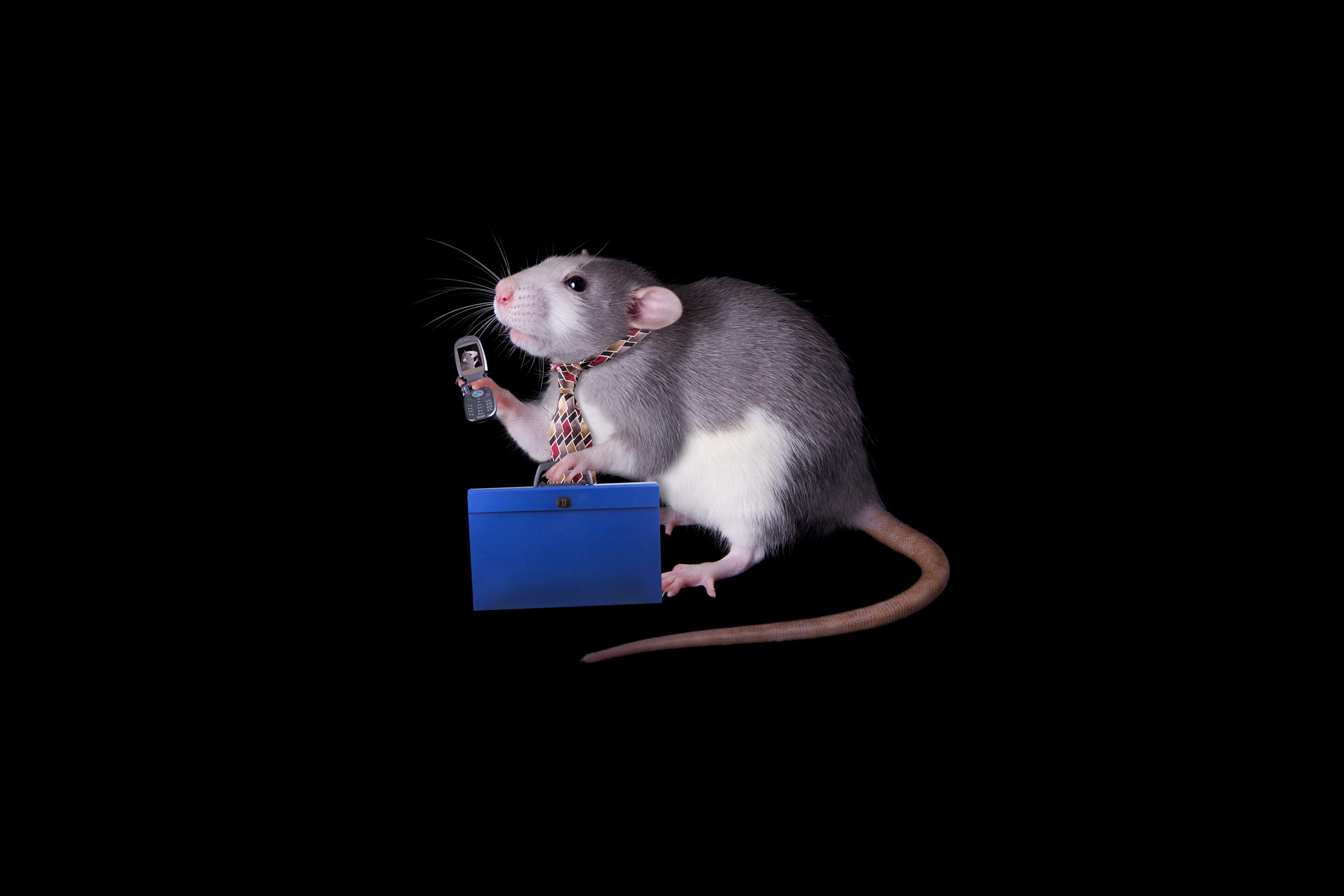 Рабочая мышь. Мышь. Фон с крысами. Крыса на черном фоне. Мышь Минимализм.