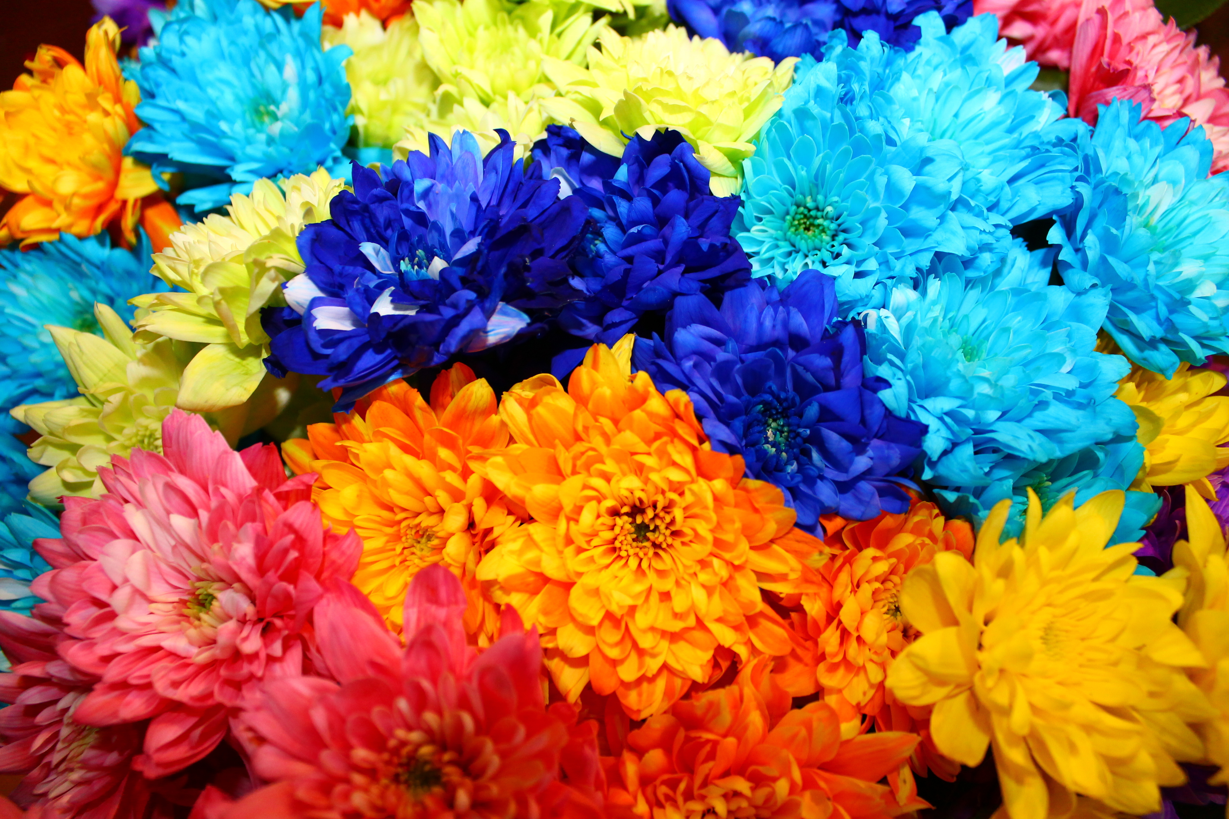 Фото в цвете. Яркие цветы. Разноцветные цветы. Цветочки красивые яркие. Яркие разноцветные цветы.