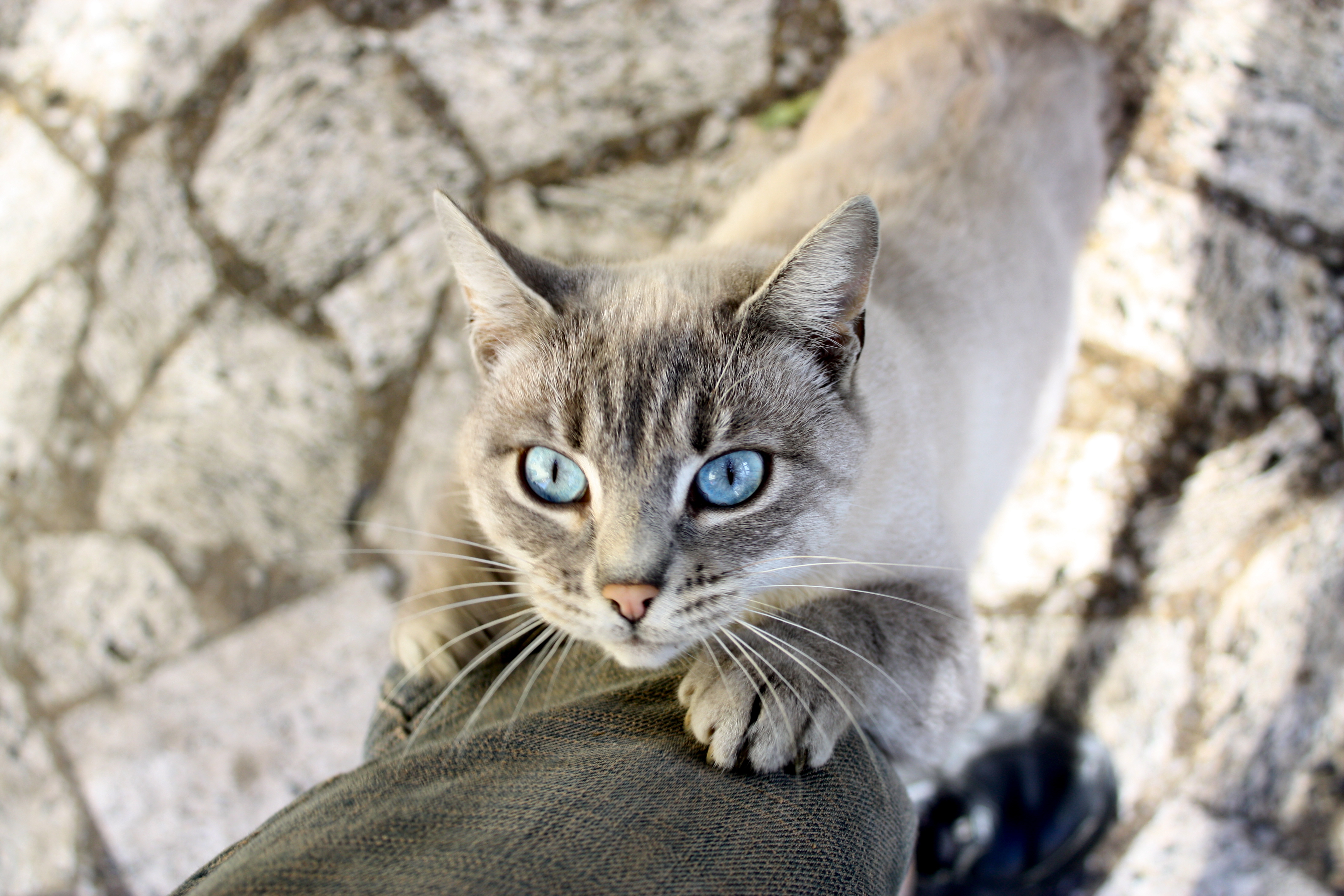 Породы котов с голубыми глазами. Порода Охос азулес. Оху азелес порода кошек. Порода кошек Охос азулес. Охос азулес Алтайская.