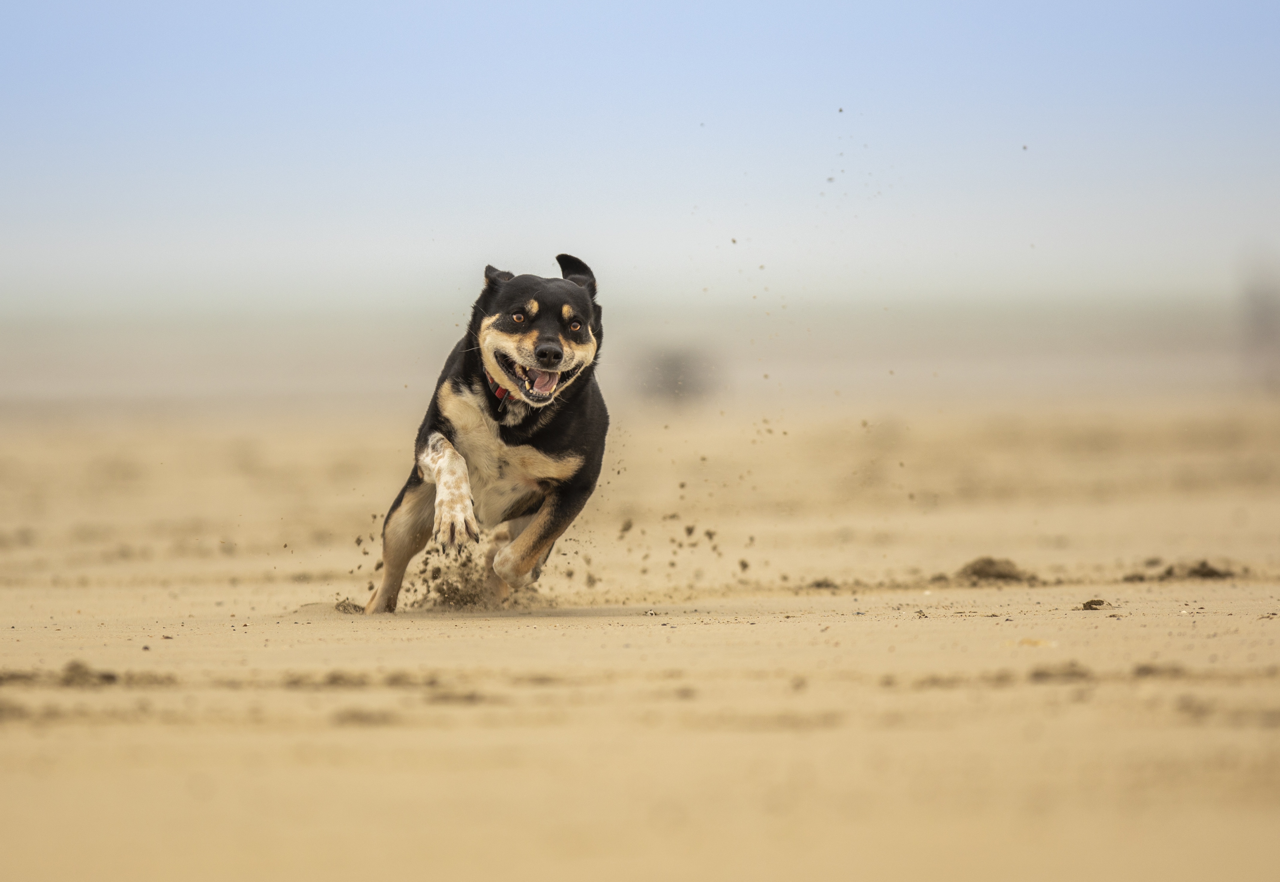 Dogs is run. Песчаная собака. Бегущие ÇJ,FRB. Собака бежит сбоку. Собака бежит по песку.