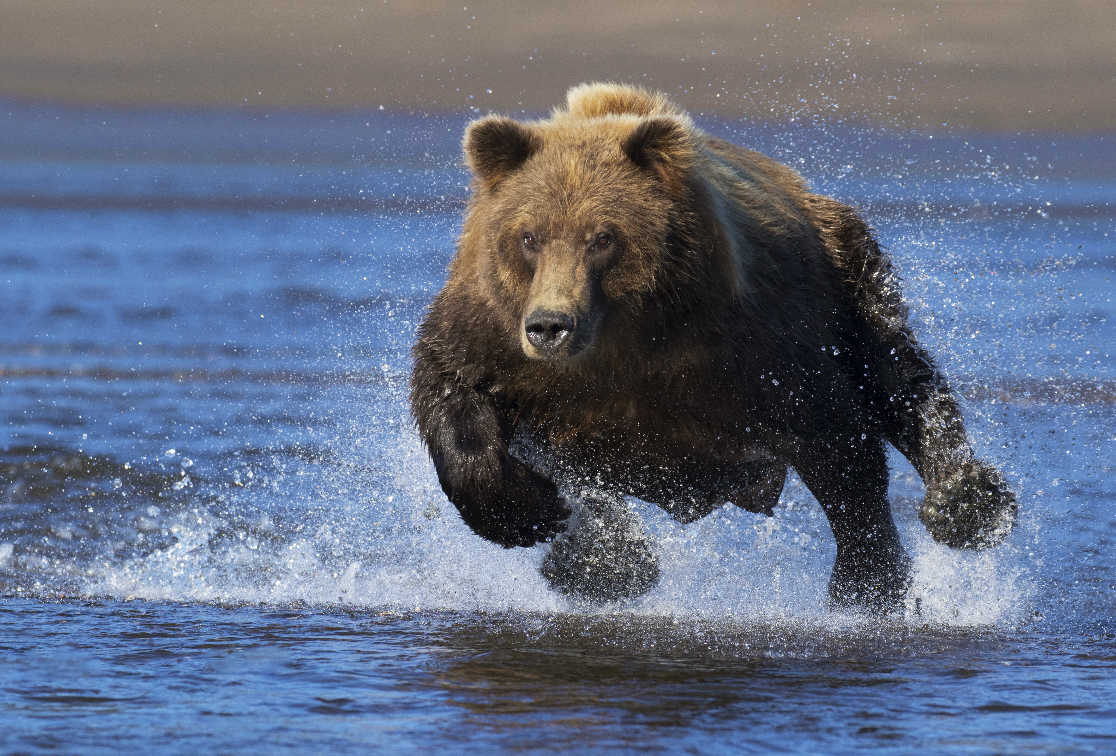 He bear. Медведь Гризли. Бурый медведь ЯНАО. Медведь Гризли скорость бега. Медведь Гризли фото.