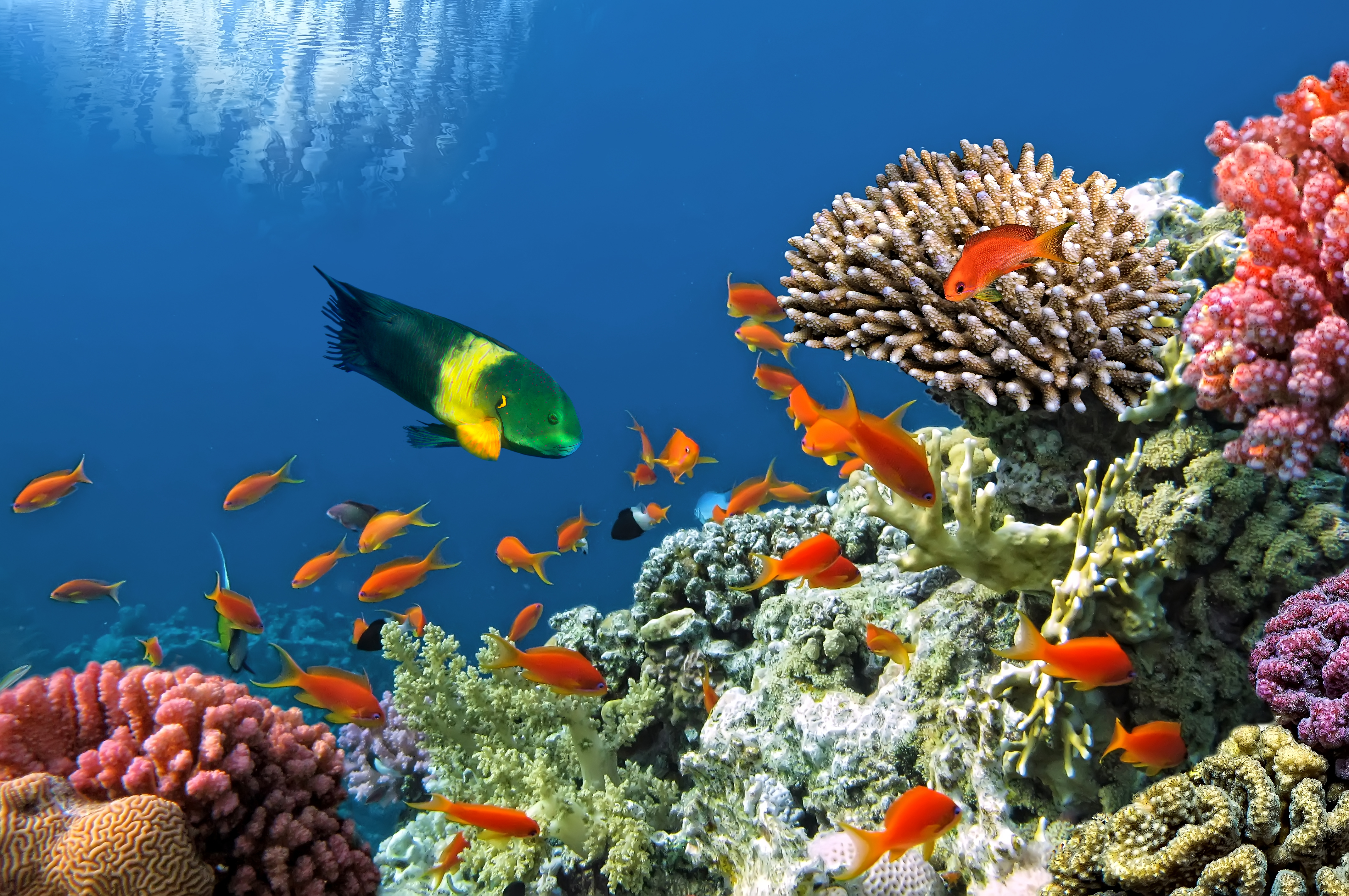 Рыбка коралловых рифов. Подводный риф риф. Коралловые рифы красного моря. Рыбы кораллового рифа красного моря. Рифы в океане.