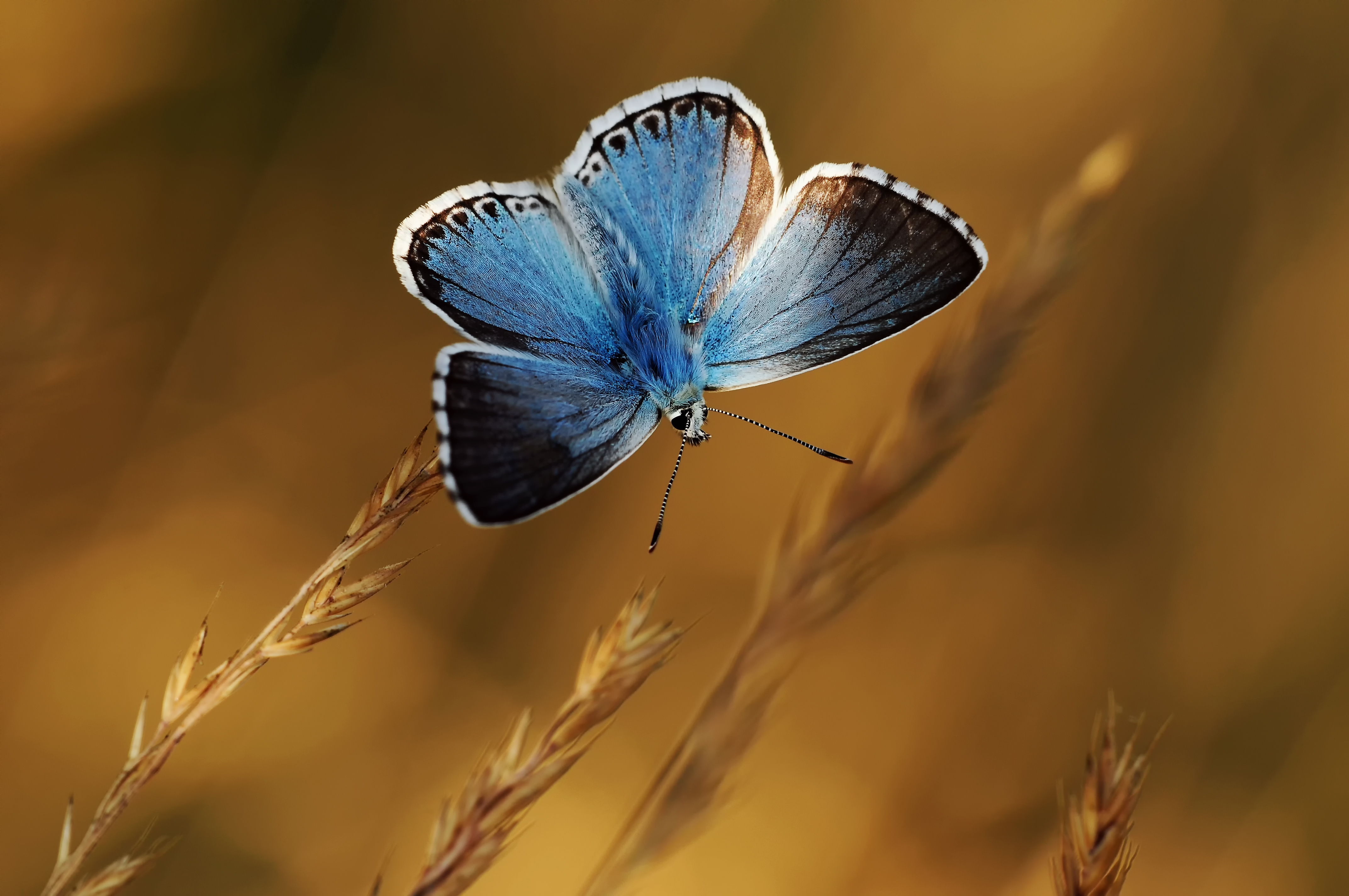 Голубые бабочки фон. Бабочка. Голубая бабочка. Бабочки в природе. Бабочка макро.
