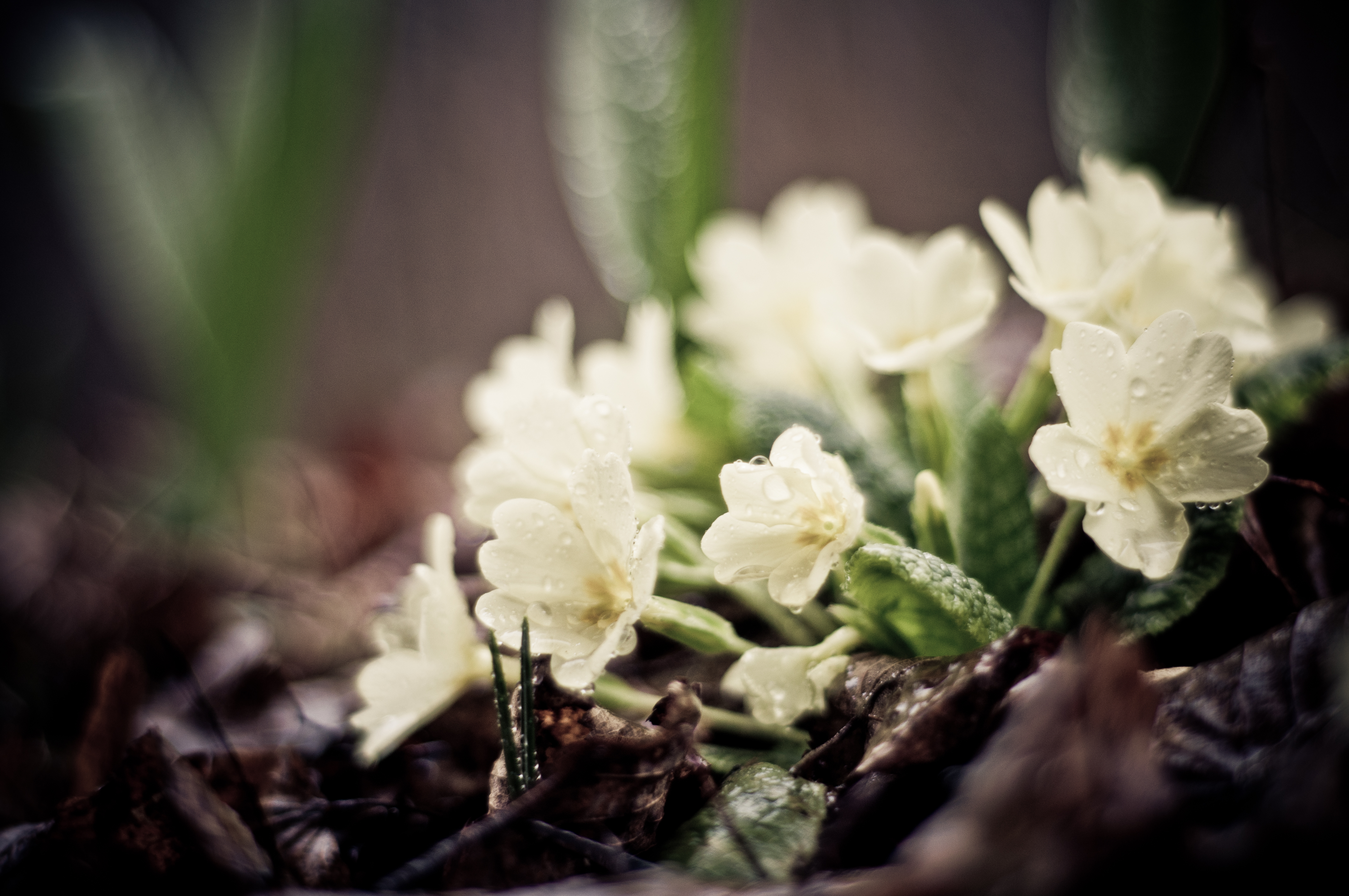 Нежная музыка весны. Фрезия первоцвет. Листья первоцвета весеннего. Нежные весенние цветы. Белые весенние цветы.
