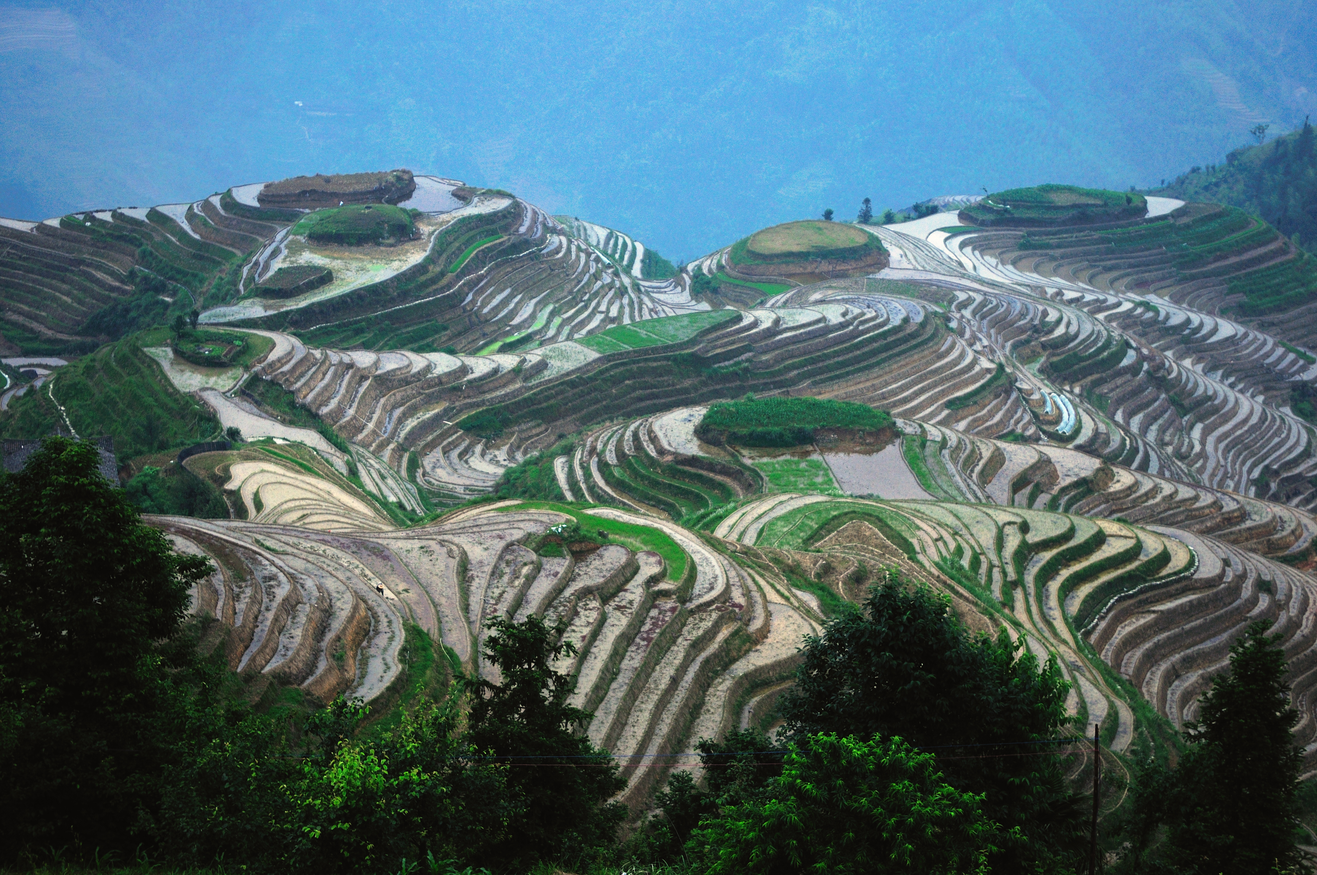 Рис холмы. Рисовые террасы Лунцзи в Китае. Рисовые террасы Луншэн Китай. Гуйлинь Китай рисовые поля. Террасирование склонов Китай.