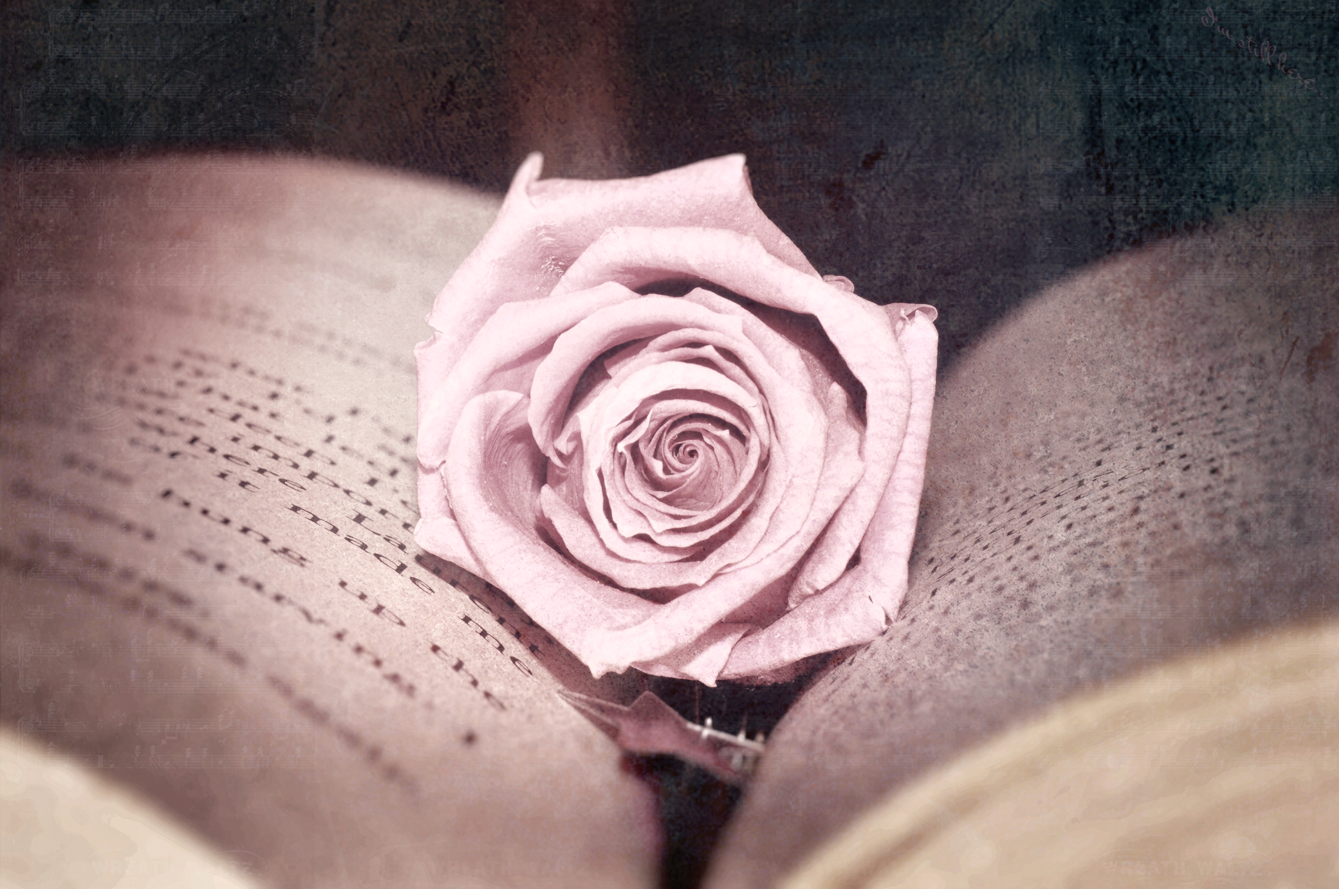 Розочка читать. Розовые розы Эстетика. Пудровые розы.