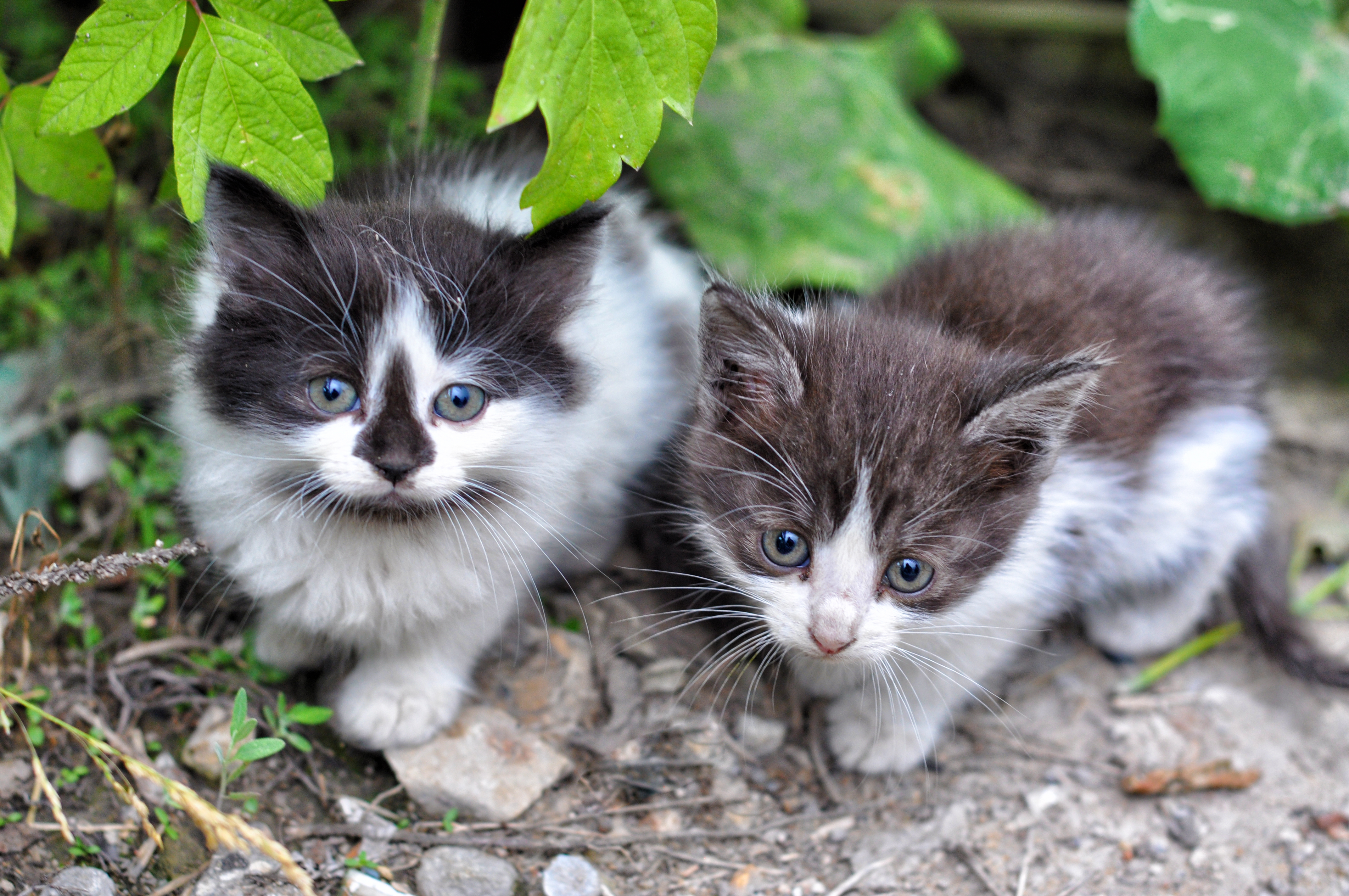 Авито фото котят. Маленький котенок. Милые котики. Фото котят милых. Три маленькие котята.