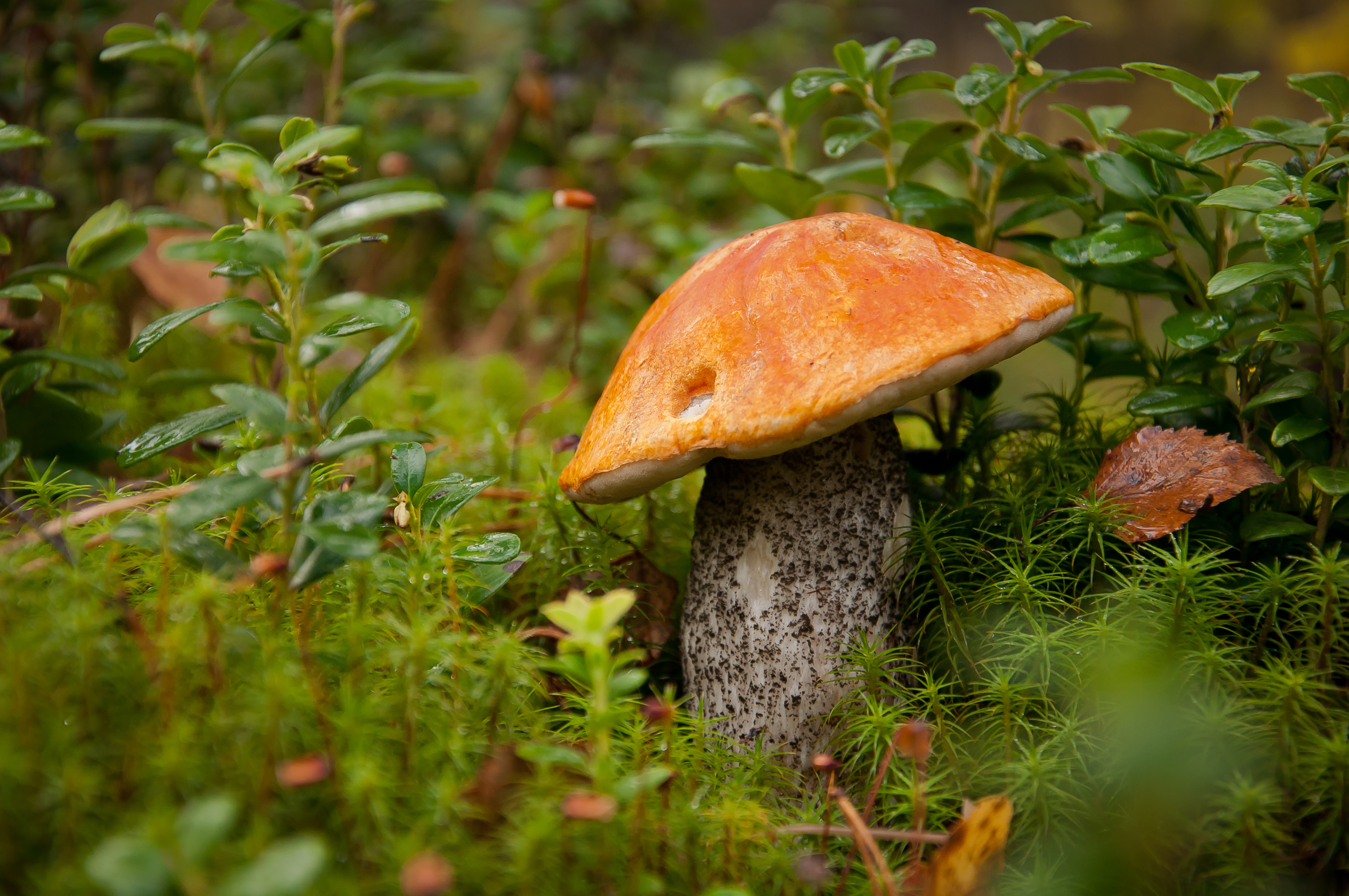 Грибы природа лес. Осенние грибы подосиновики. Подосиновик осенний. Осень грибы. Красивые грибы в лесу.