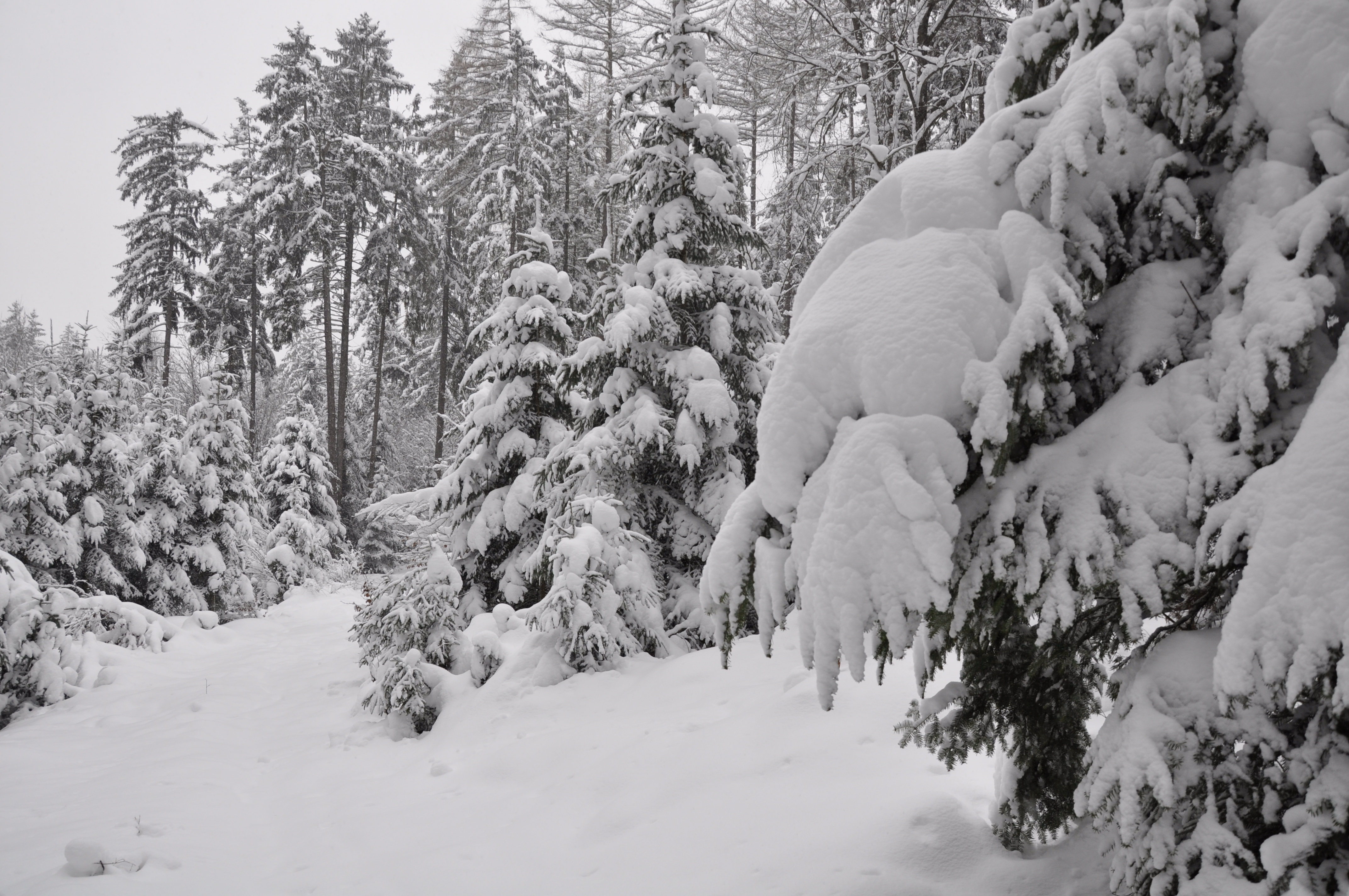 Снежок лесной. Зимний лес. Зимний лес сугробы. Лес под снегом. Сугробы в лесу.