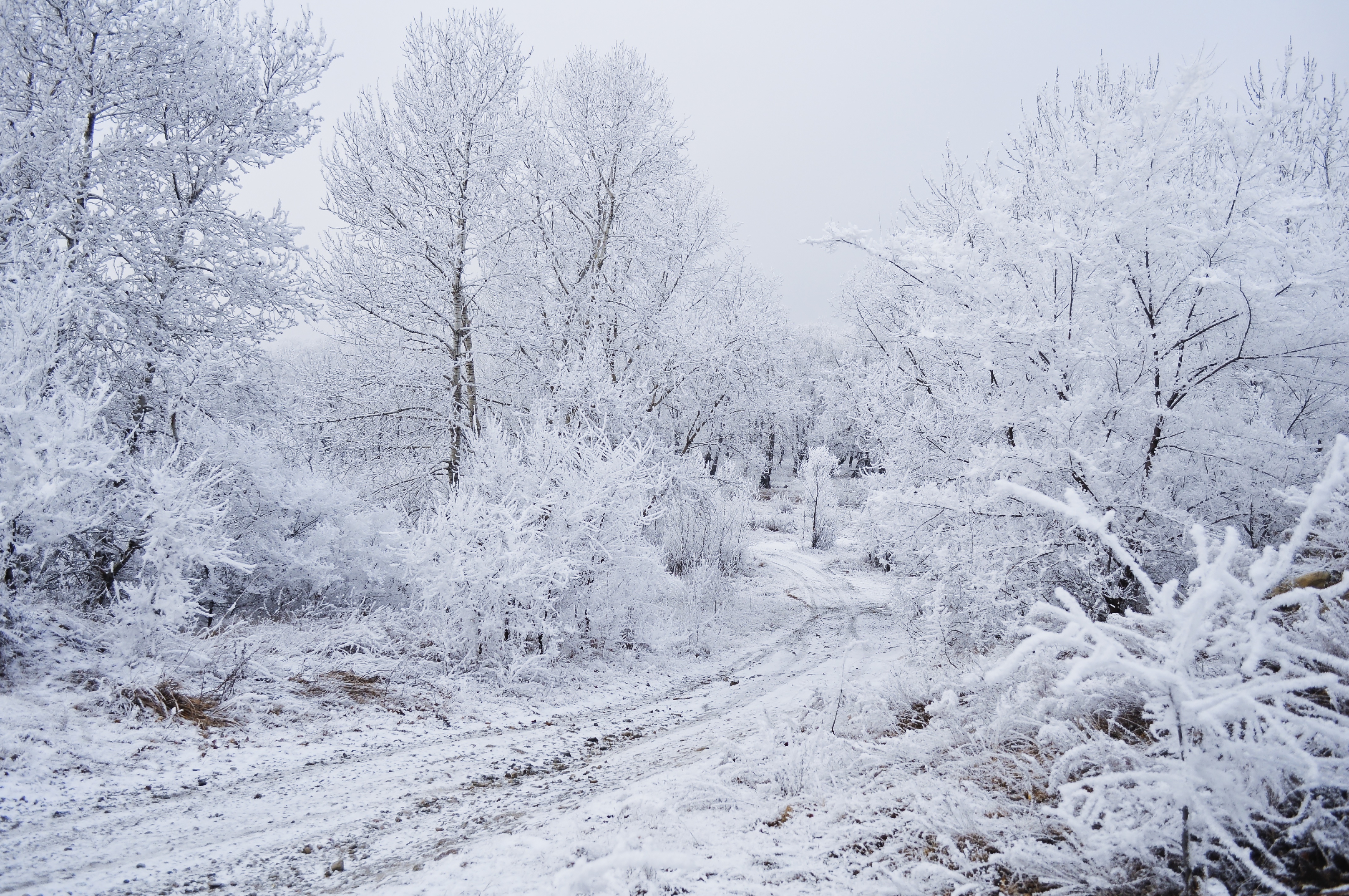Snowfall. Деревья в снегу. Заснеженные деревья. Зима деревья в снегу. Белый зимний лес.