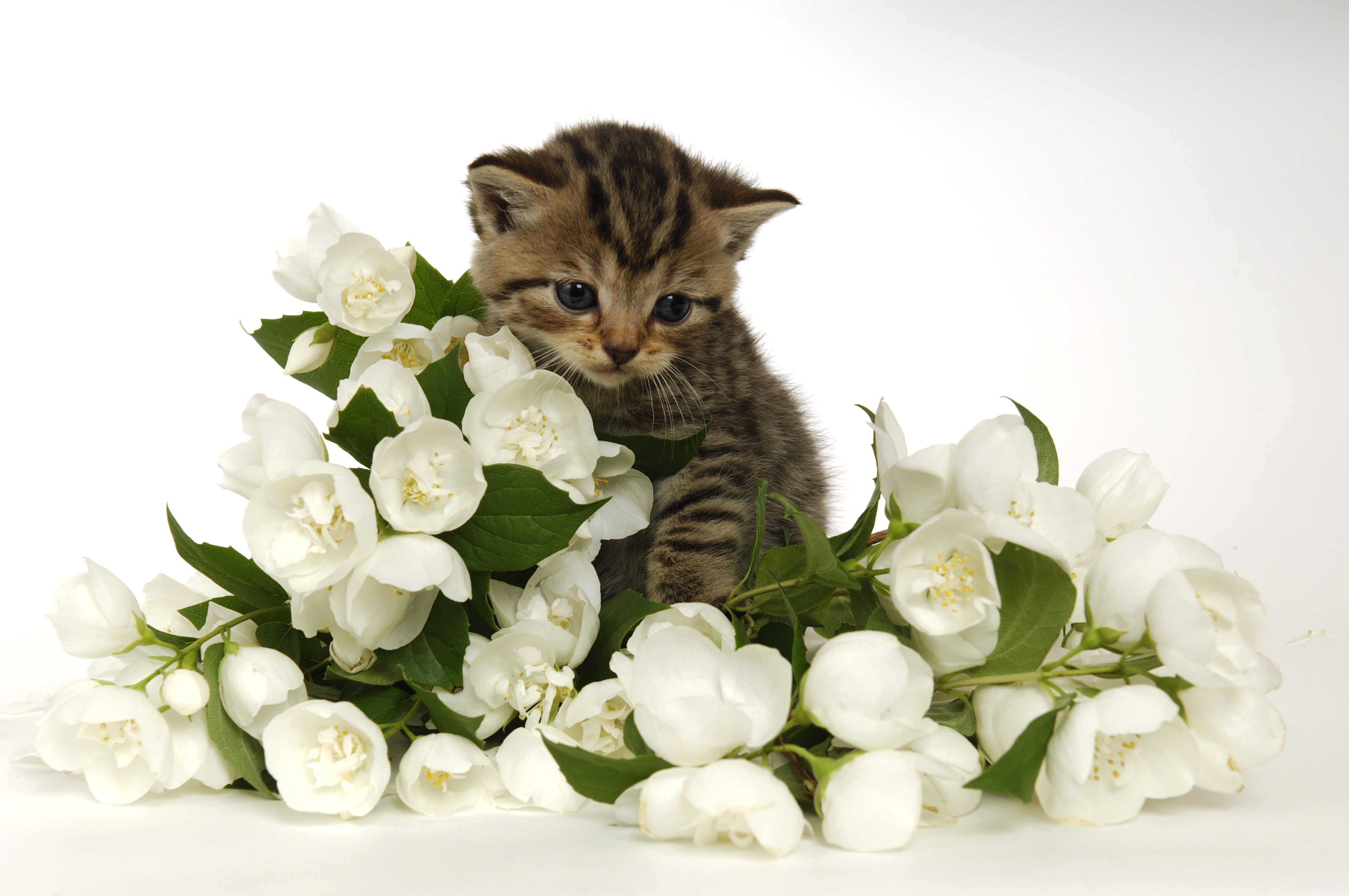 Открытка кот с цветами. Кошки и цветы. Котёнок с цветком. Котик с цветами открытка. Котенок в цветах.