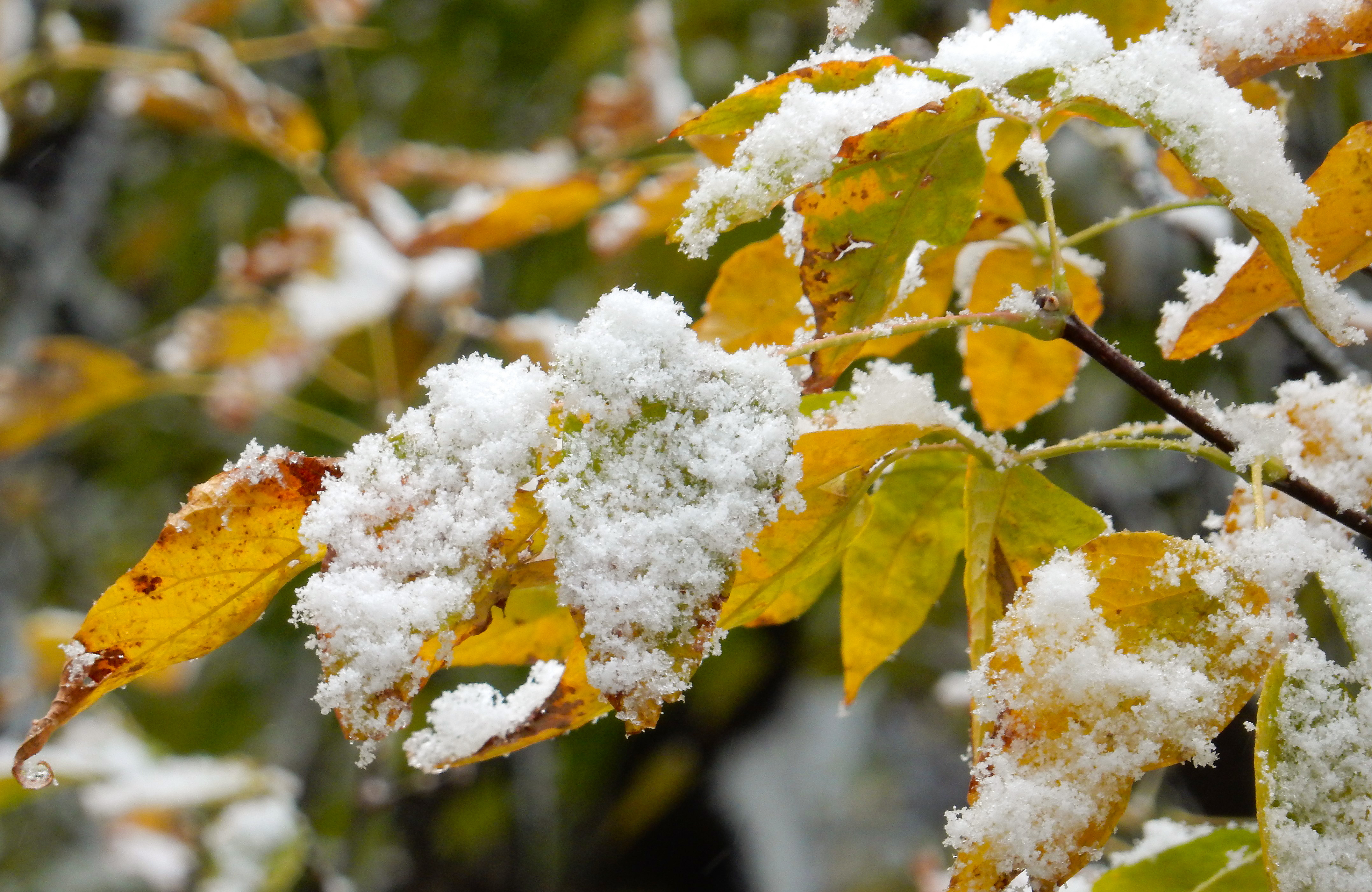 Сугробы листьев. Первый снег. Осень снег. Ноябрь природа. Осень первый снег.