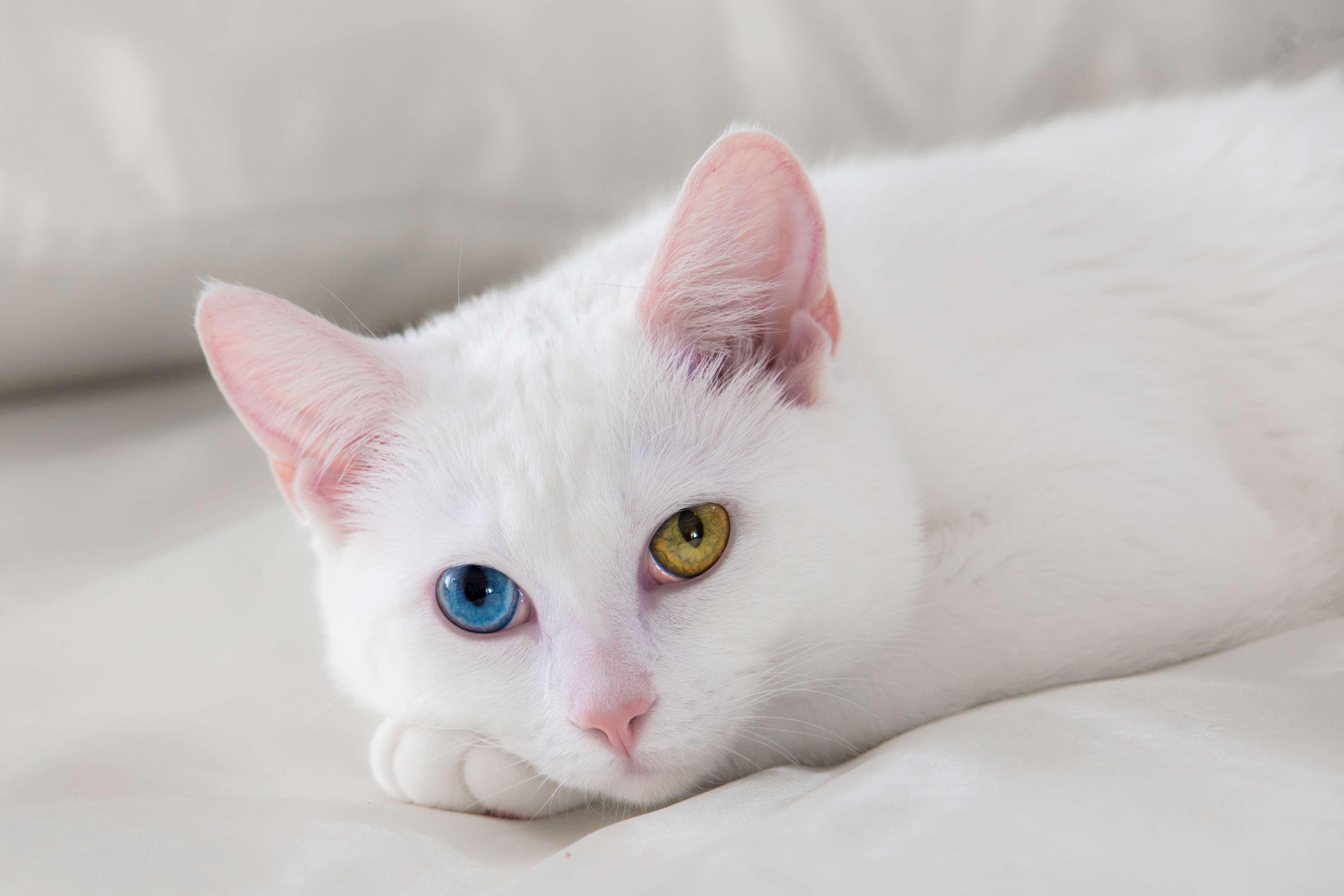 Как называется белая порода кошек. Коты породы као мани. Порода Khao Manee. Кошка као-мани белая порода. Као мани длинношерстный.