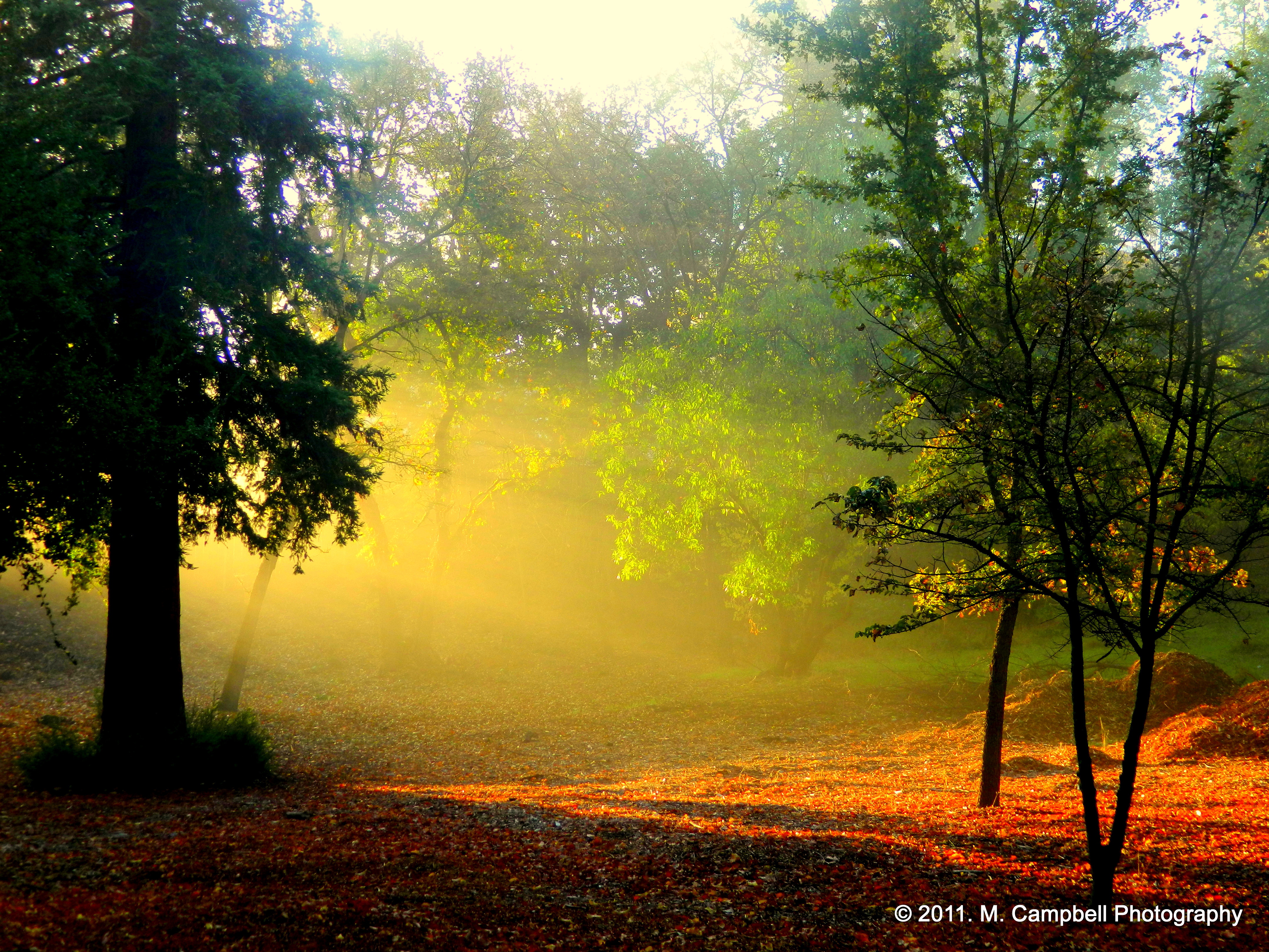 Песня утро в лесу