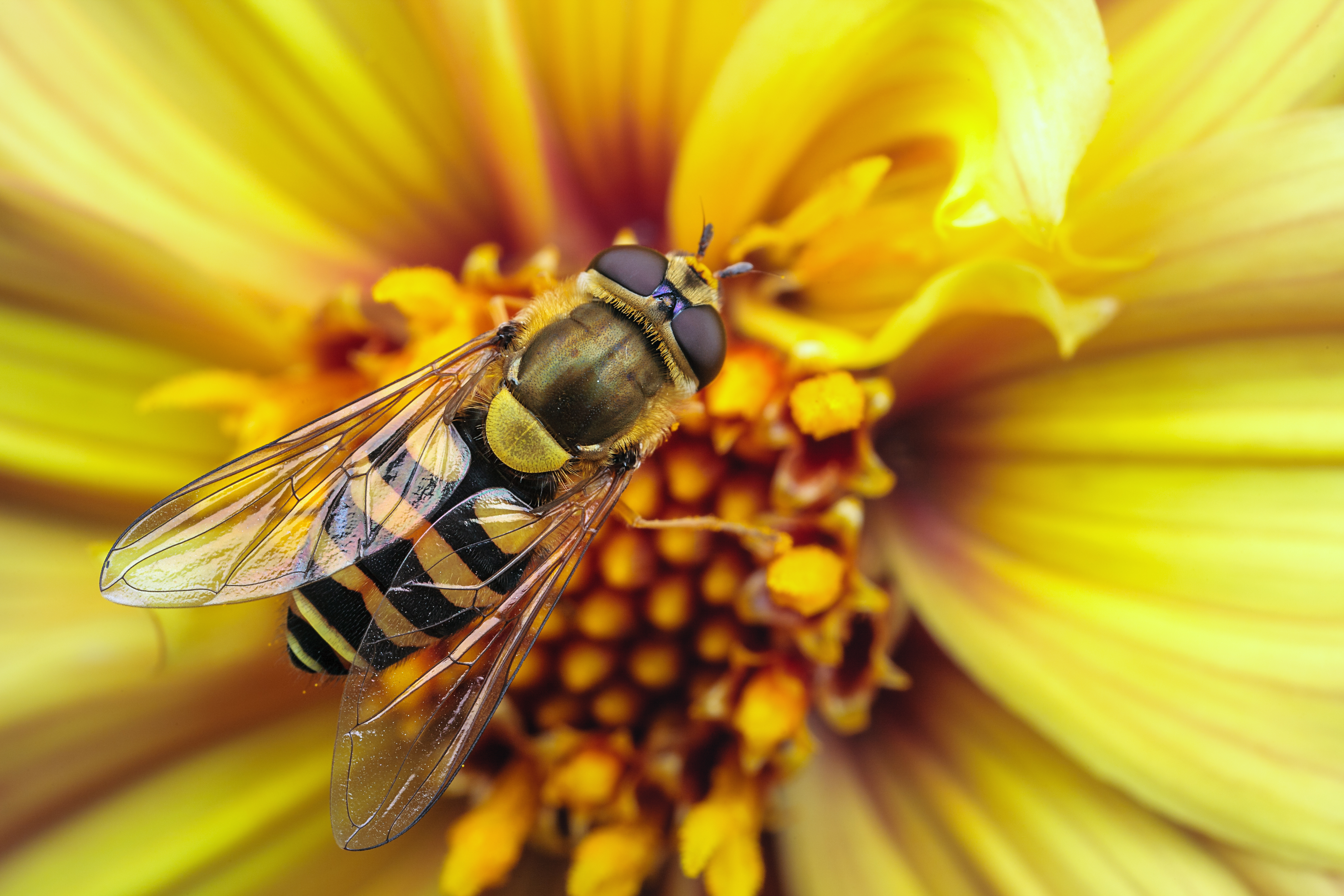 Bee. Желтая Кавказская пчела. Пчела на цветке. Пчела Макросъемка. Пчела картинка.