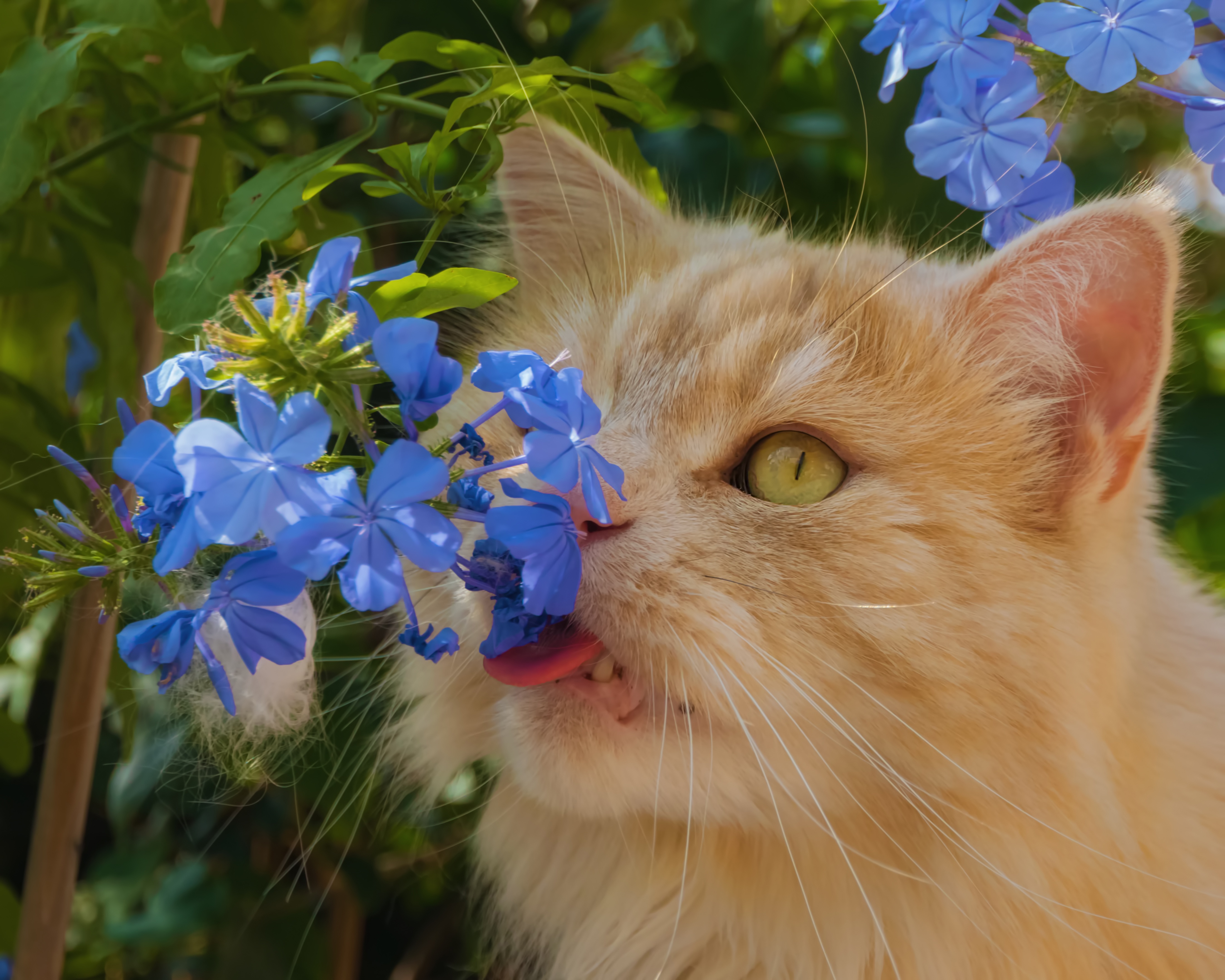 Весенняя лень. Котик с цветочком. Котенок в цветах. Кошечка в цветах.