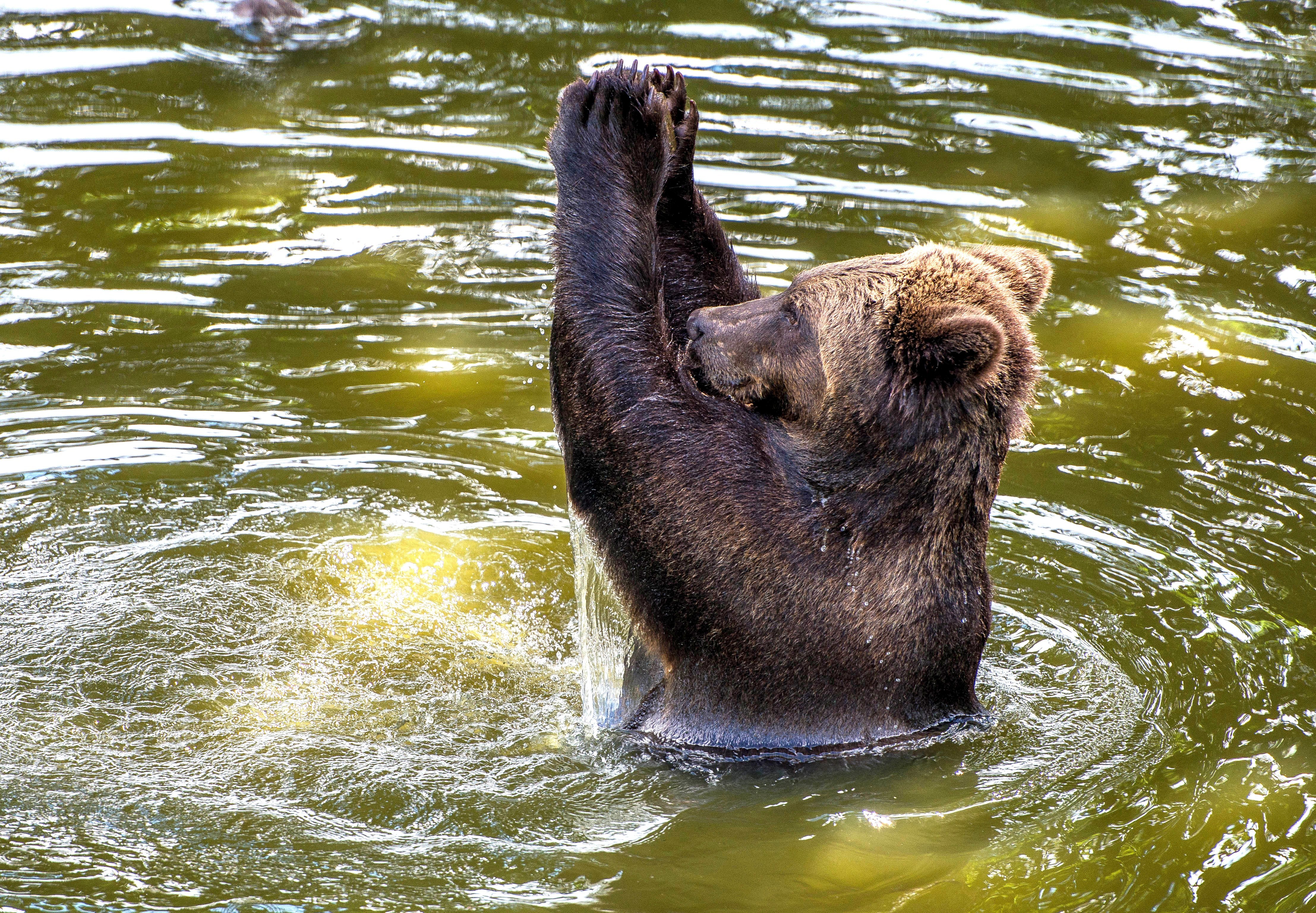 Медведь купается. Европейский бурый медведь. Медведь на реке. Медведь в воде.