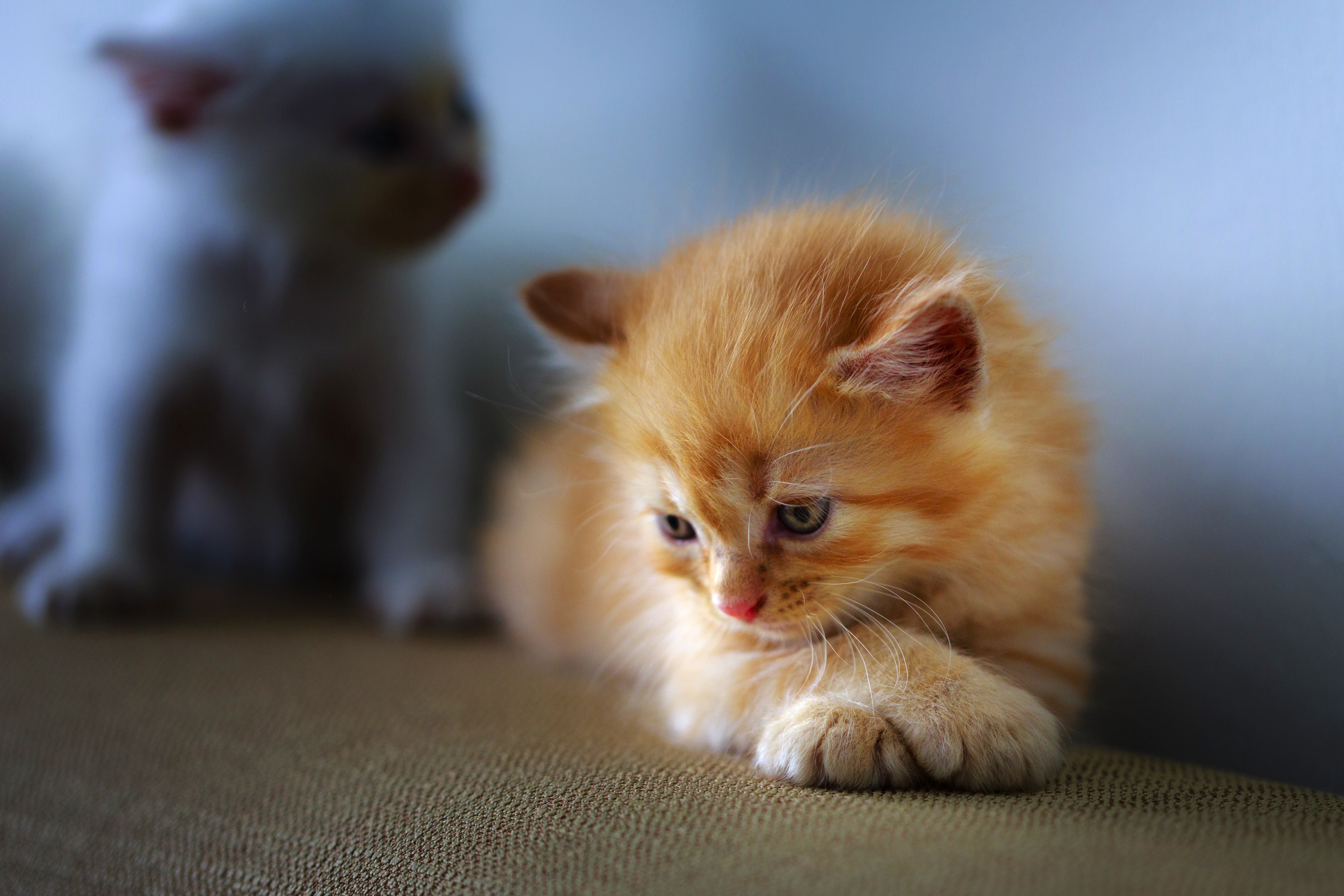 Маленькие картинки. Милые котята. Маленькие котятки. Маленький котенок. Рыжий котёнок.