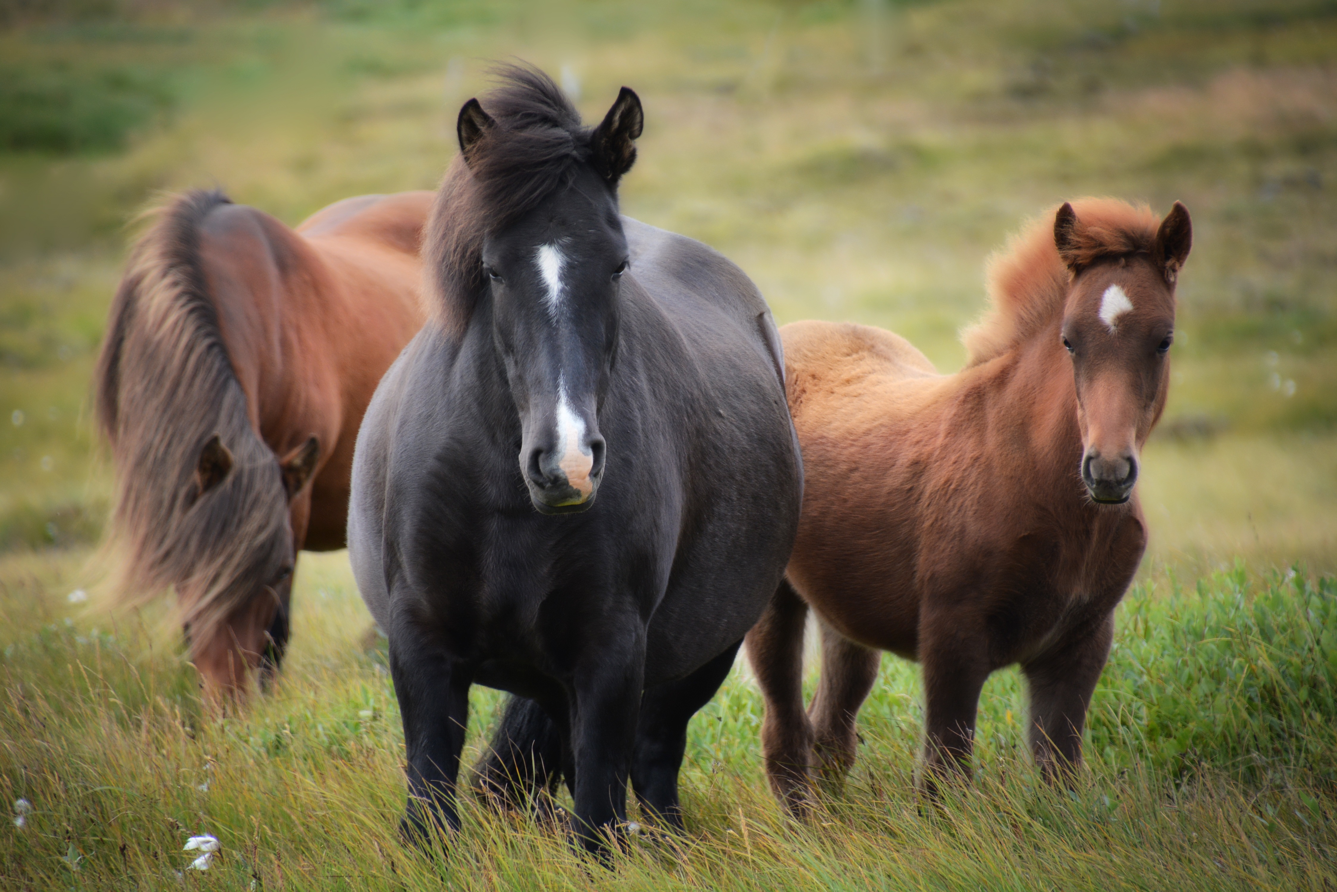 Картинки лучших лошадей. Конь Пржевальского. Красивые лошади. Красивый конь. Картинки лошадей.